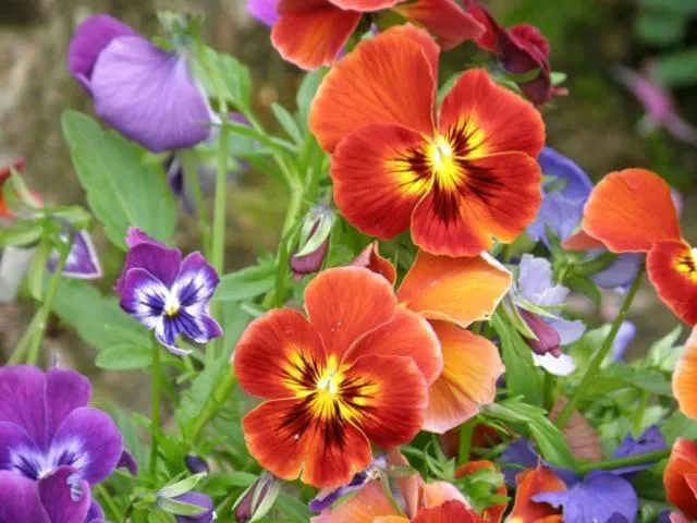 Garden in Kettle House B&B