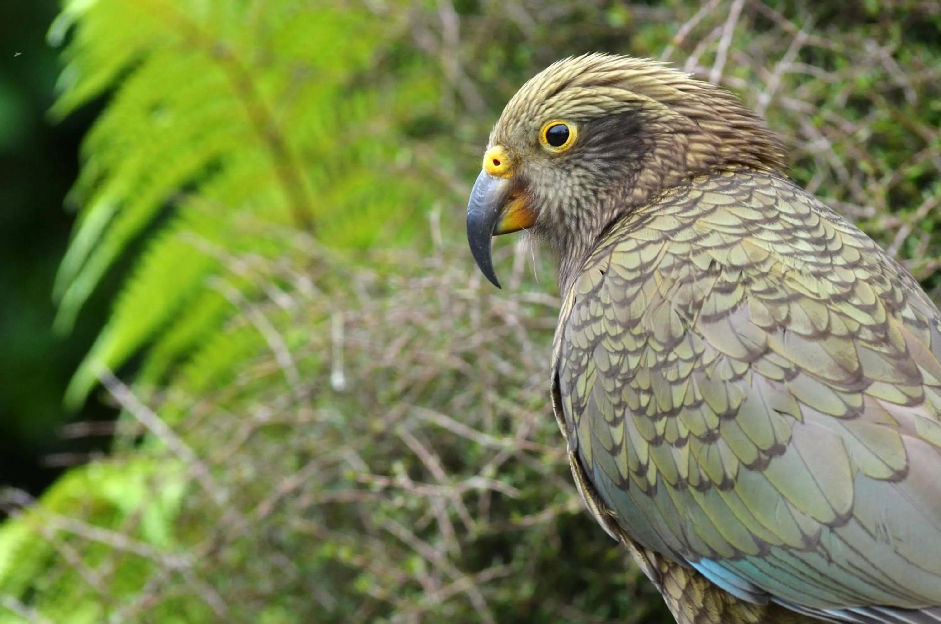 Other in Rainforest Retreat