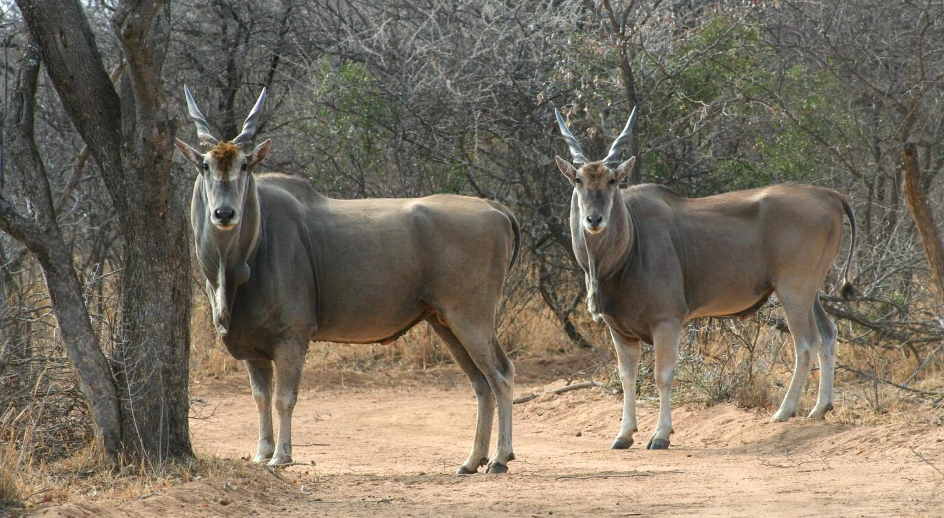 Ditholo Game Lodge Bela Bela