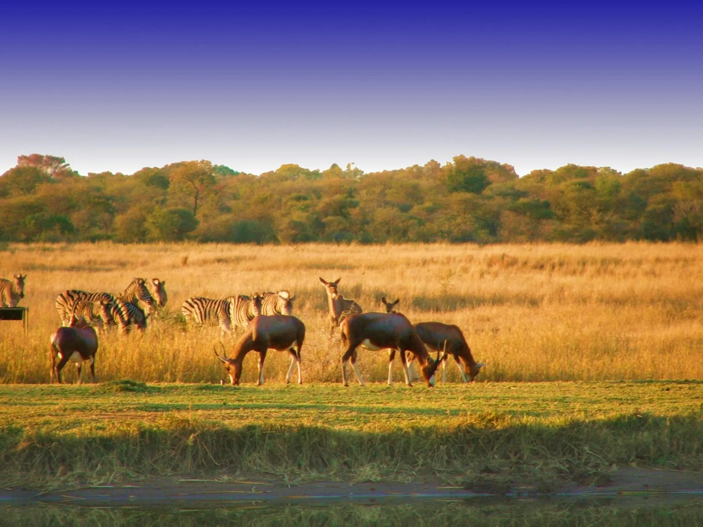 Ditholo Game Lodge Bela Bela