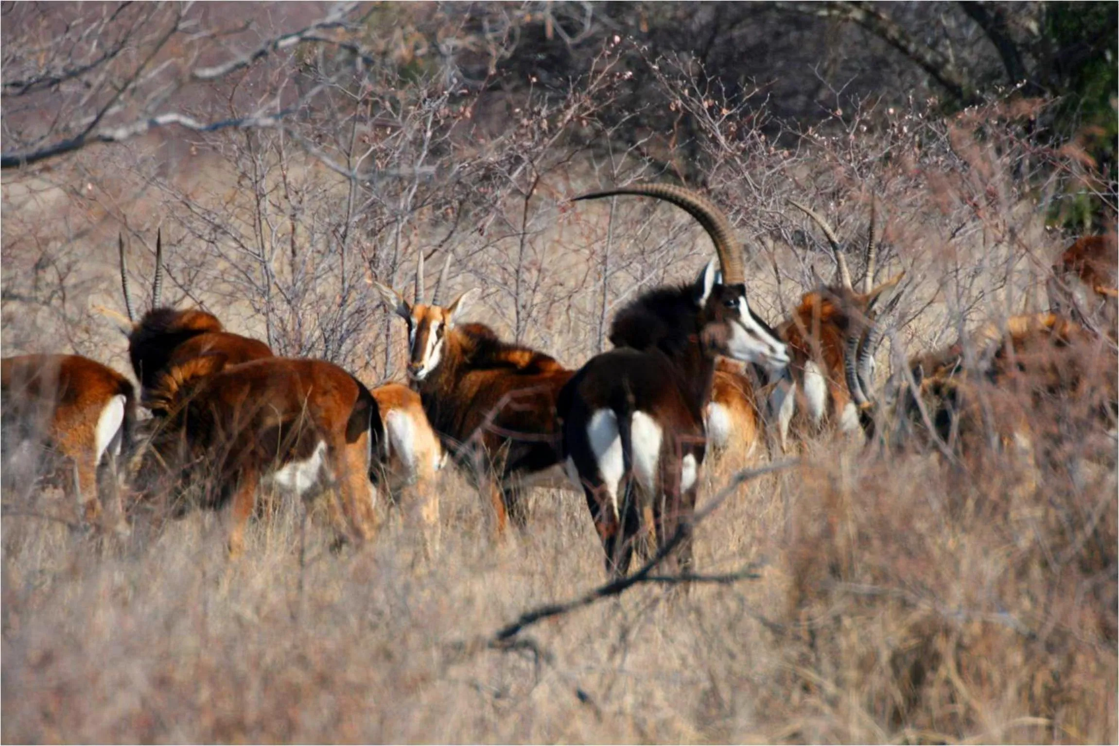 Day in Ditholo Game Lodge Bela Bela