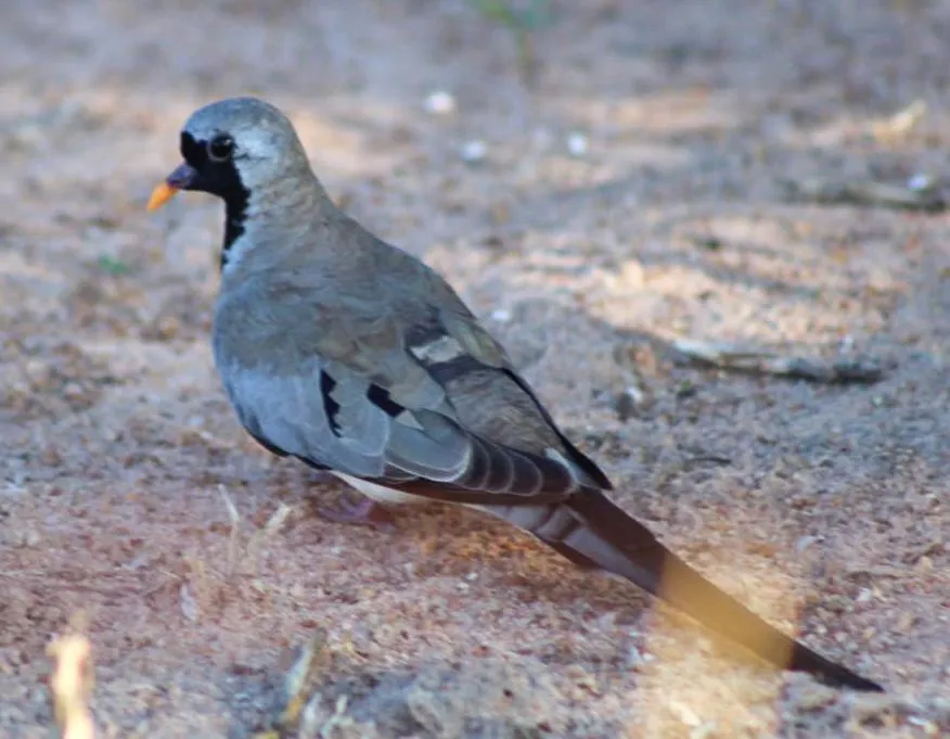 Ditholo Game Lodge Bela Bela