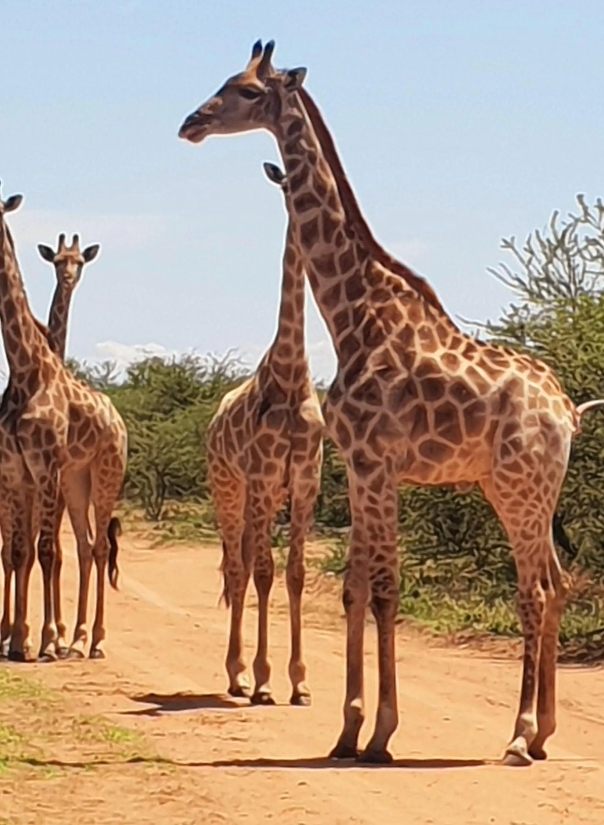 Ditholo Game Lodge Bela Bela