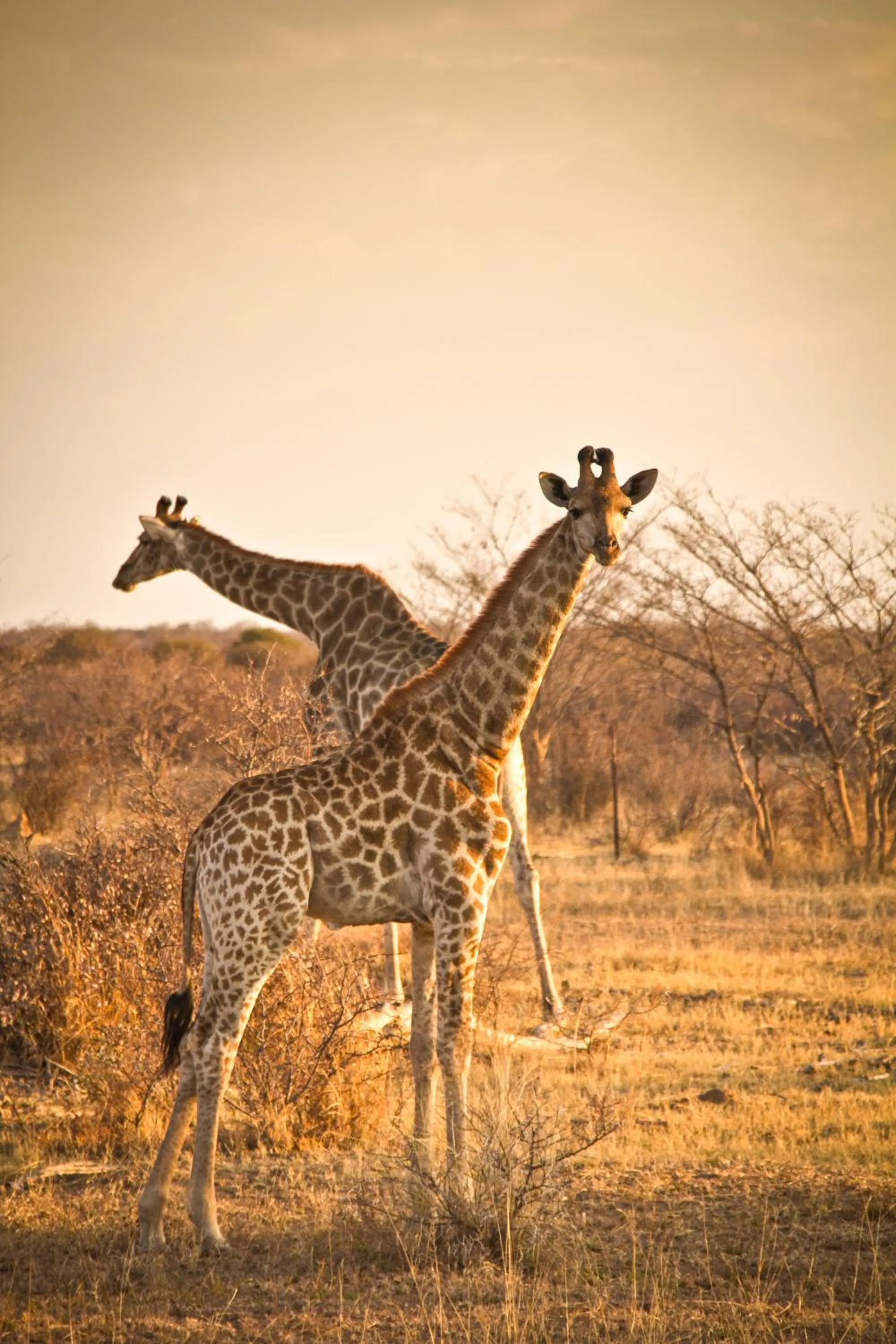 Ditholo Game Lodge Bela Bela