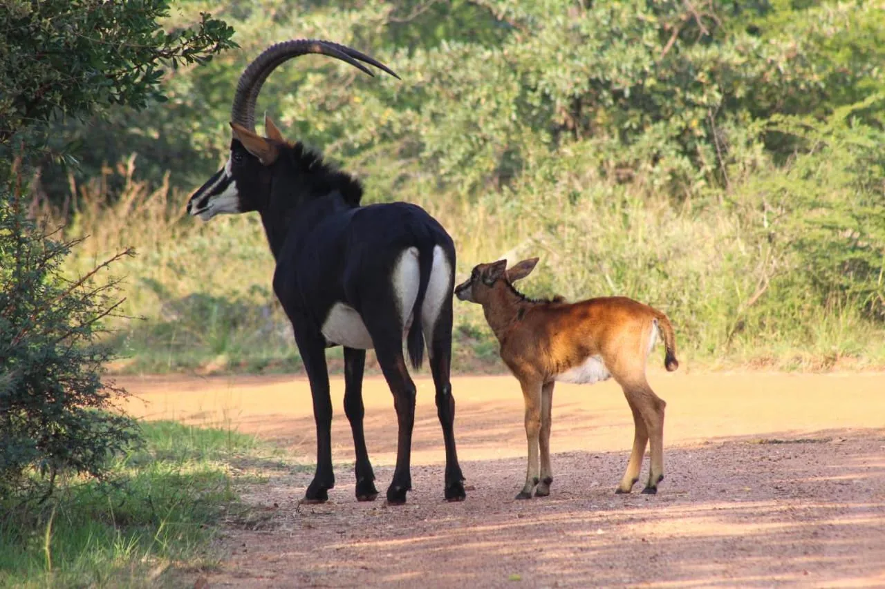 Ditholo Game Lodge Bela Bela