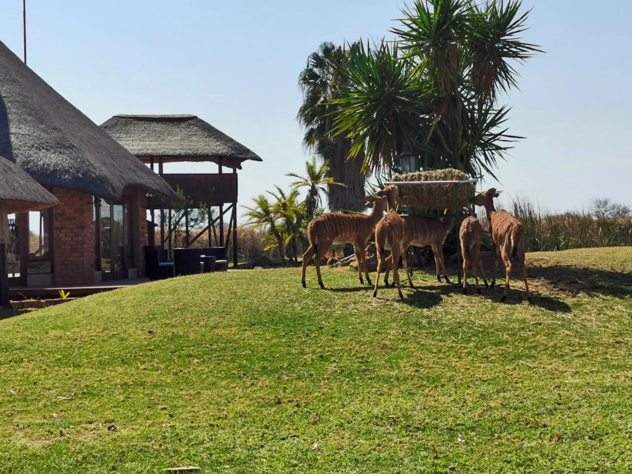 Ditholo Game Lodge Bela Bela