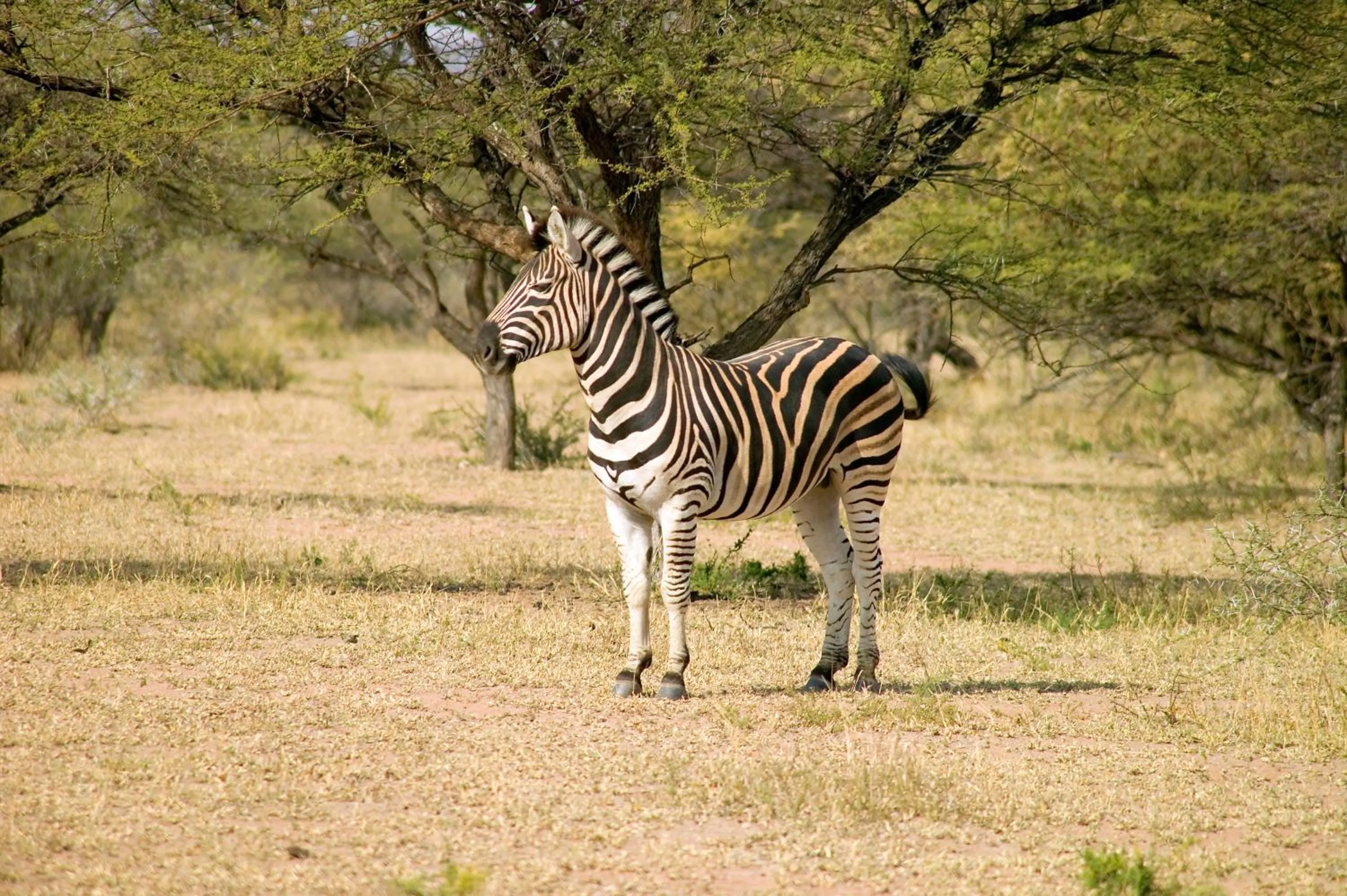 Area and facilities in Ditholo Game Lodge Bela Bela