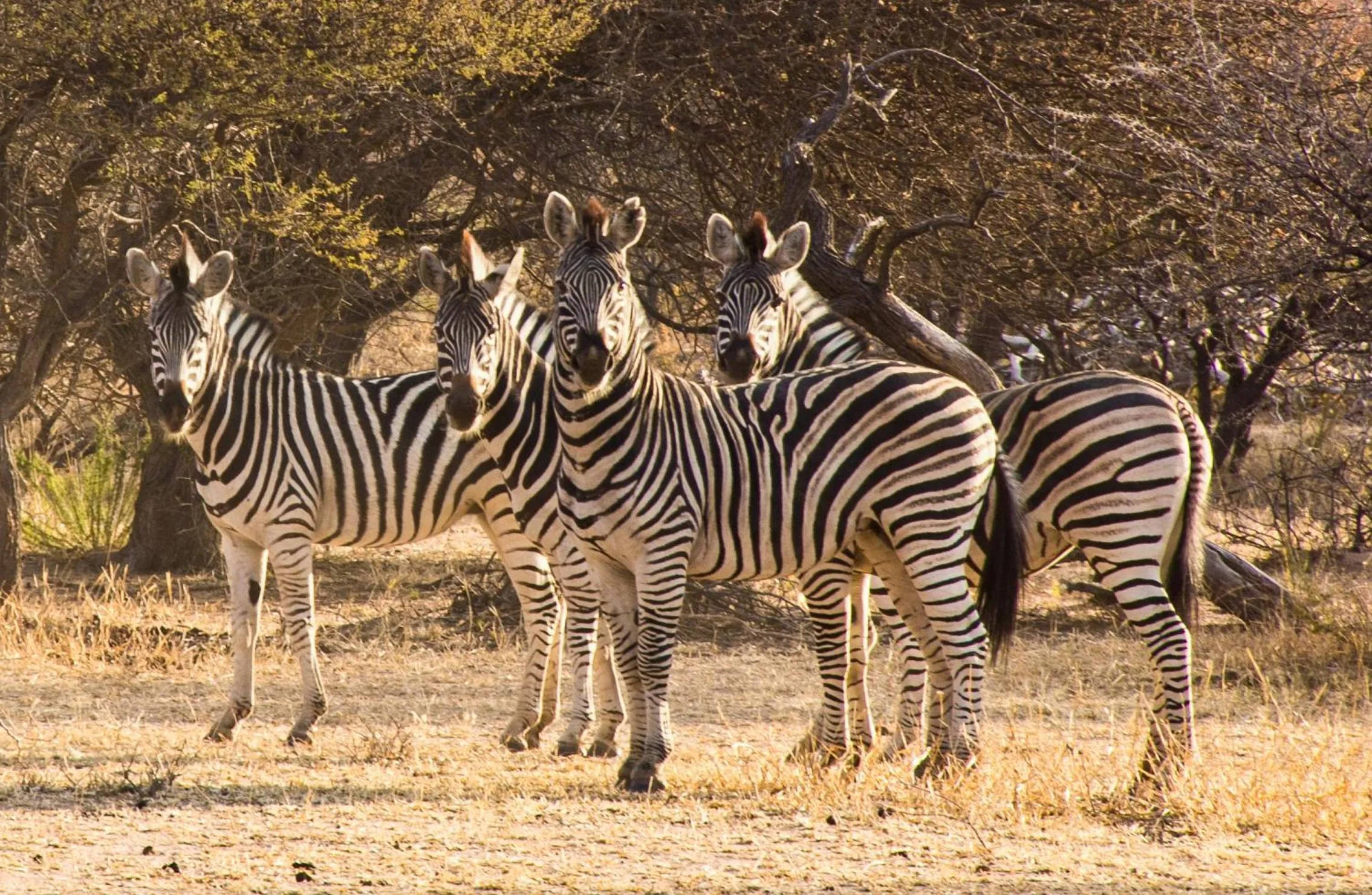 Ditholo Game Lodge Bela Bela