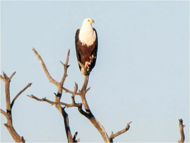 Ditholo Game Lodge Bela Bela