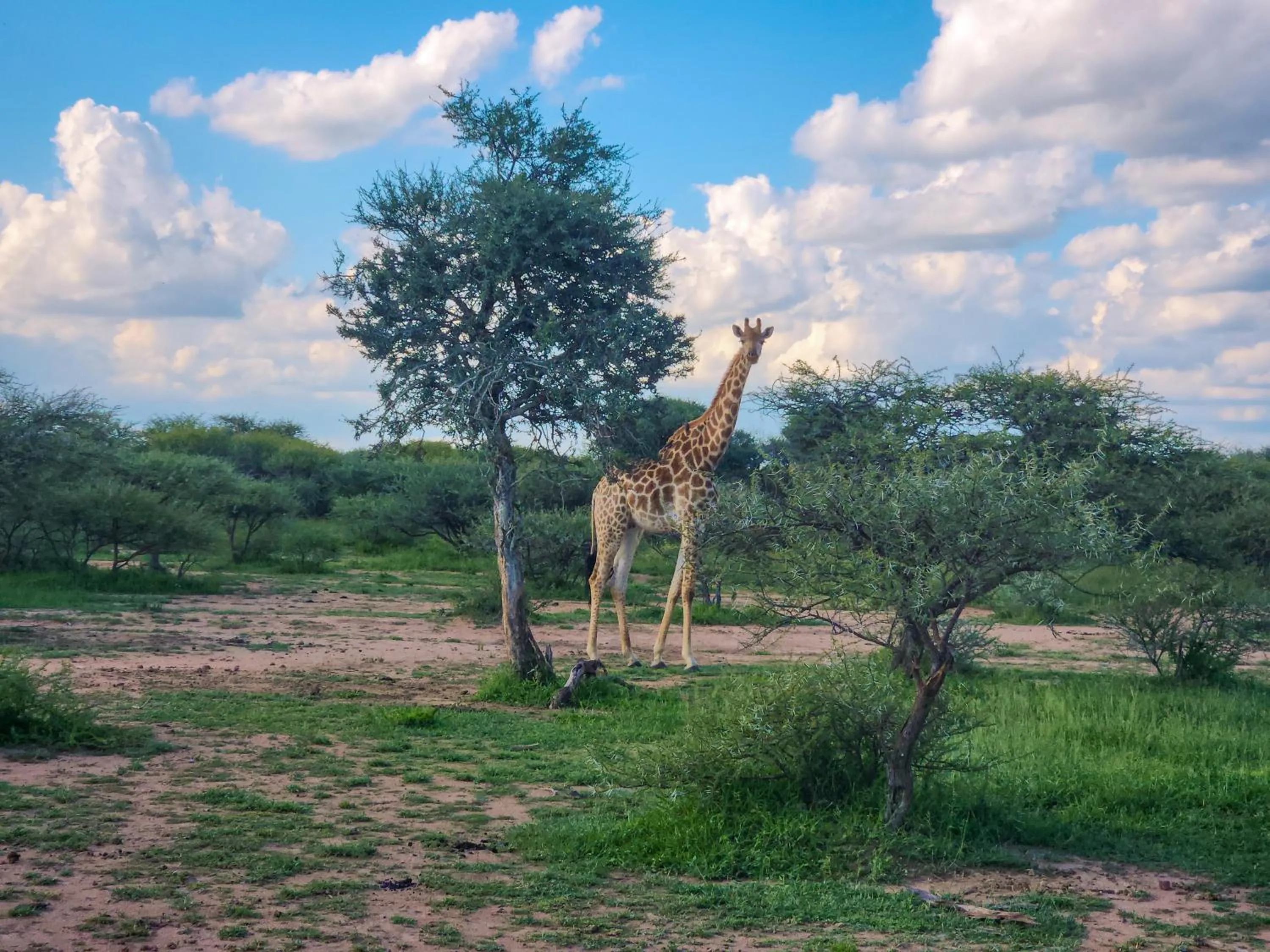 Ditholo Game Lodge Bela Bela