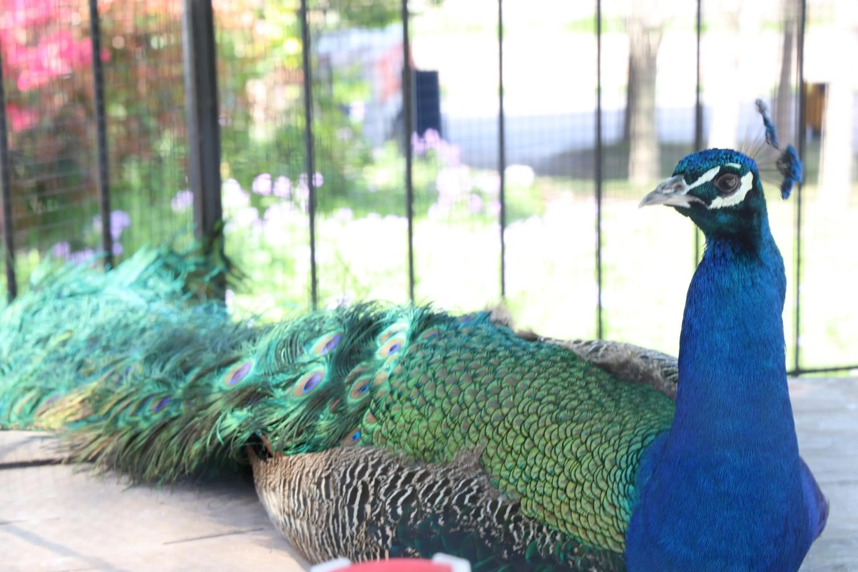 Other Animals in Crowne Plaza Shanghai Anting, an IHG Hotel