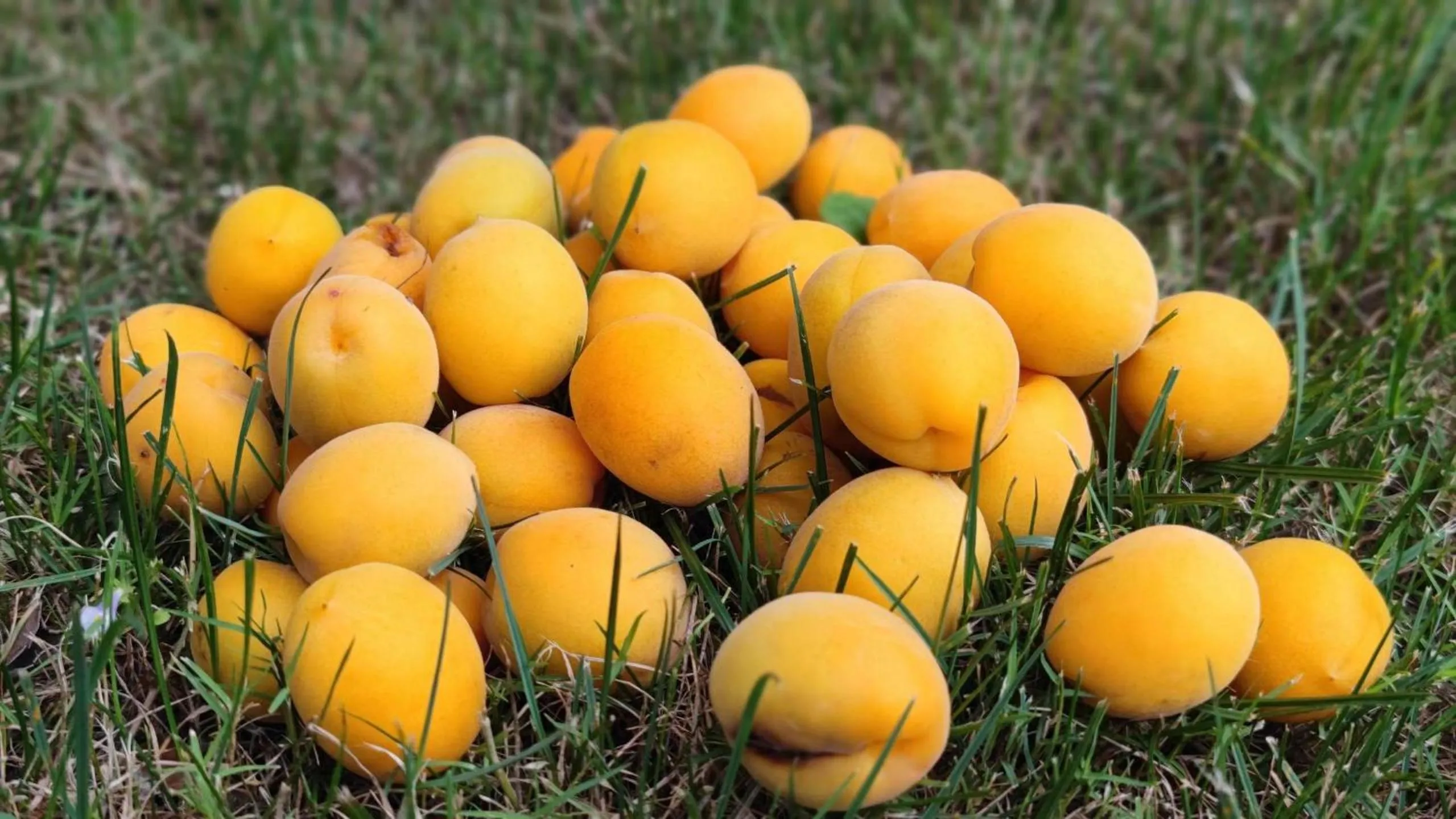 Area and facilities, Food in Crowne Plaza Shanghai Anting, an IHG Hotel