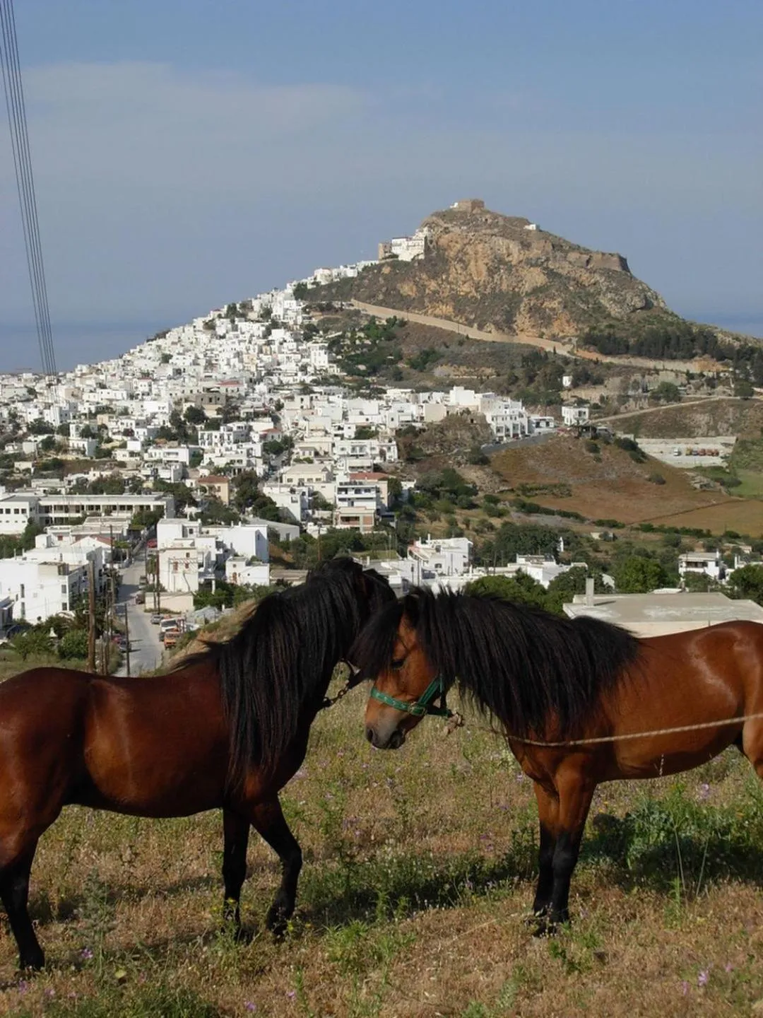 Animals in Hotel Nefeli