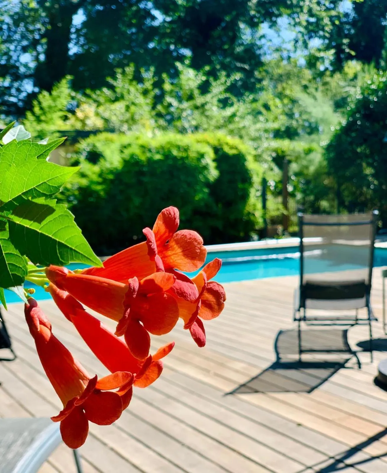 Swimming pool in Le Pavillon Vert - B&B