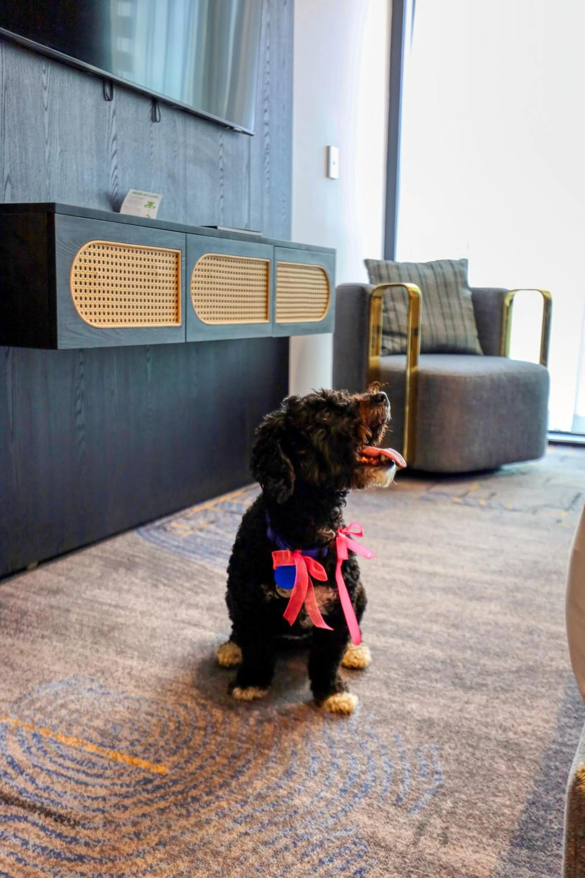 pet friendly in Marsden Suites Albany