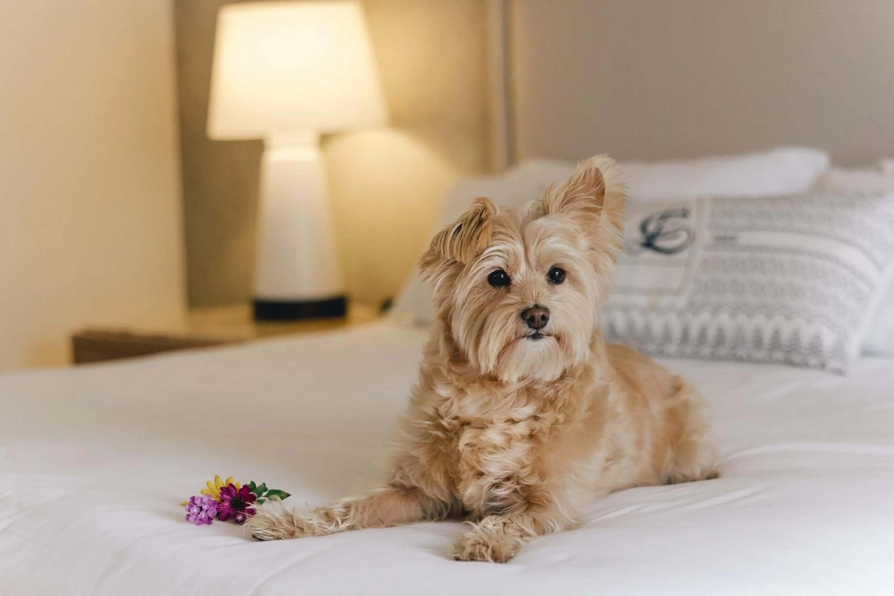 Pets in Omni La Costa Resort & Spa Carlsbad