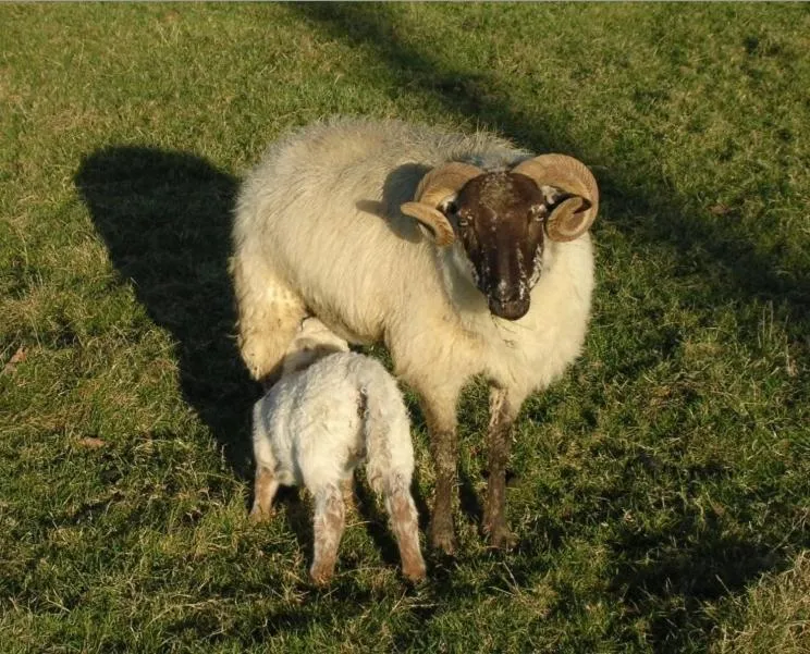 Chambres d'Hôtes Oyhanartia