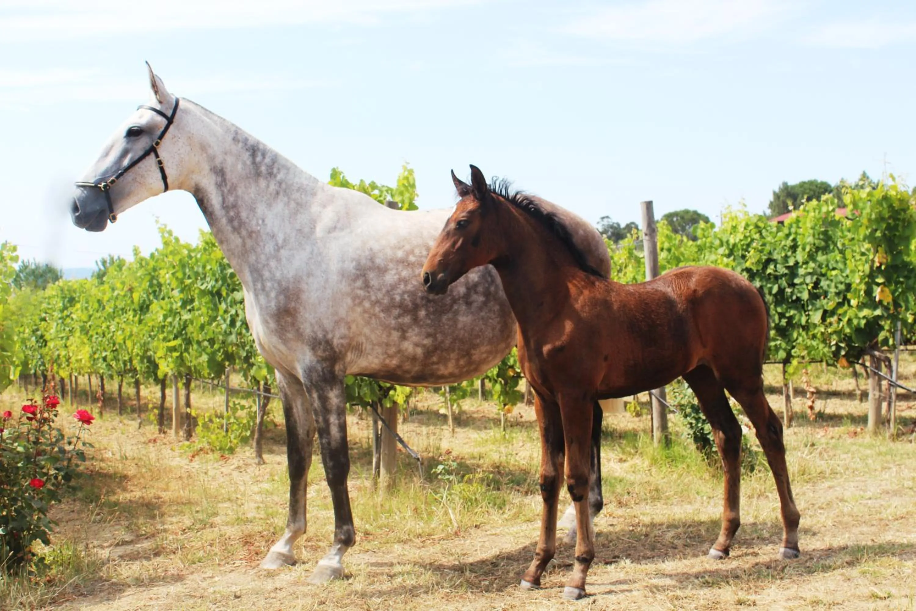 Horse-riding in Madre de Água Hotel Rural de Charme