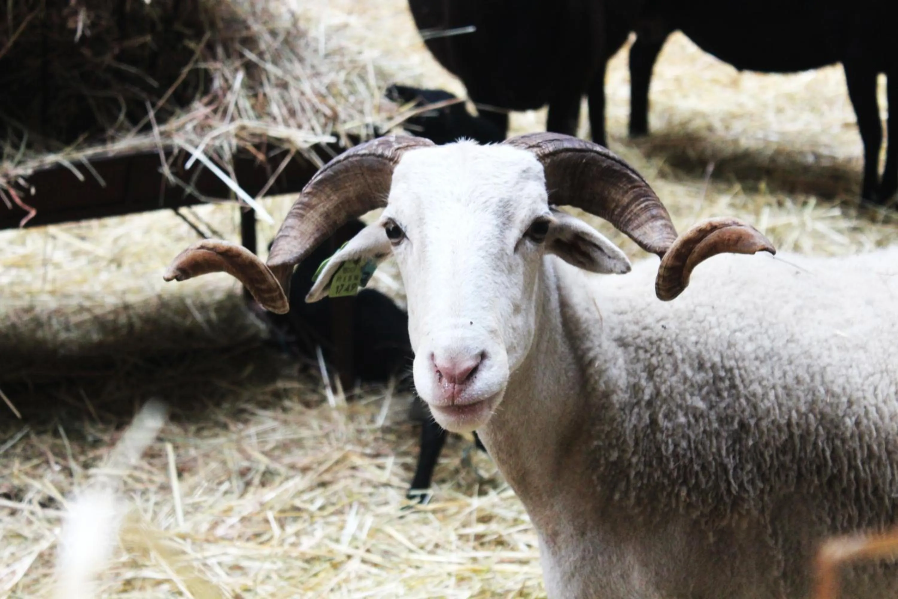 Animals in Madre de Água Hotel Rural de Charme