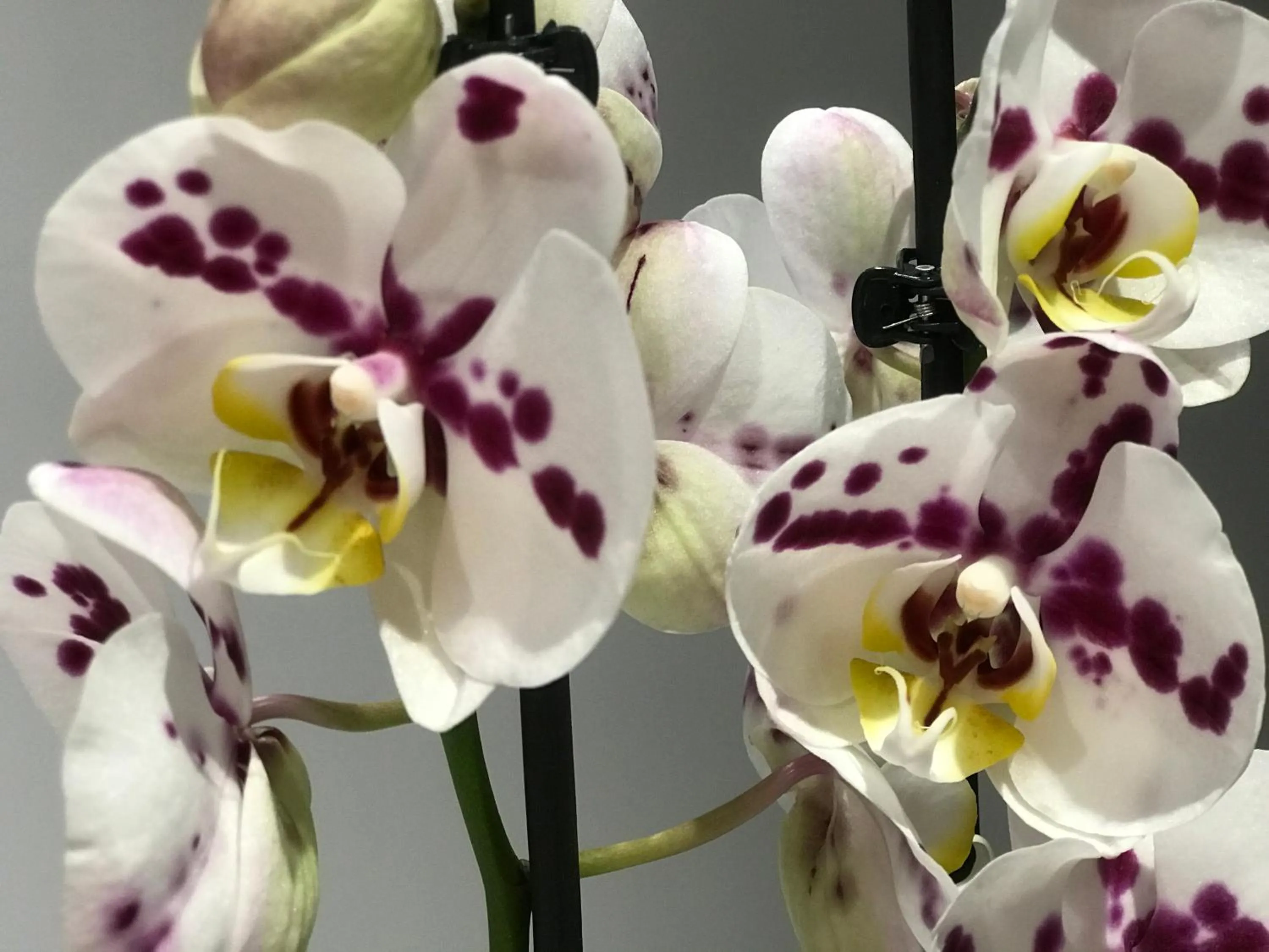 Property building in le chat botté77