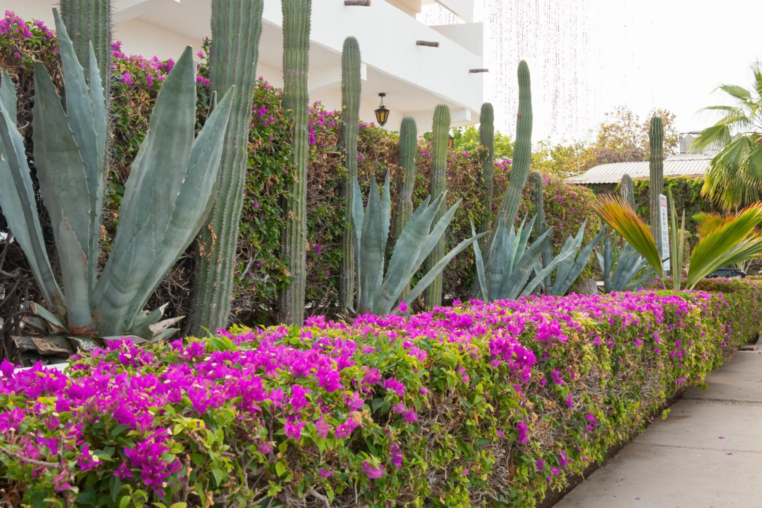 Day in Hotel Hacienda Bugambilias La Paz