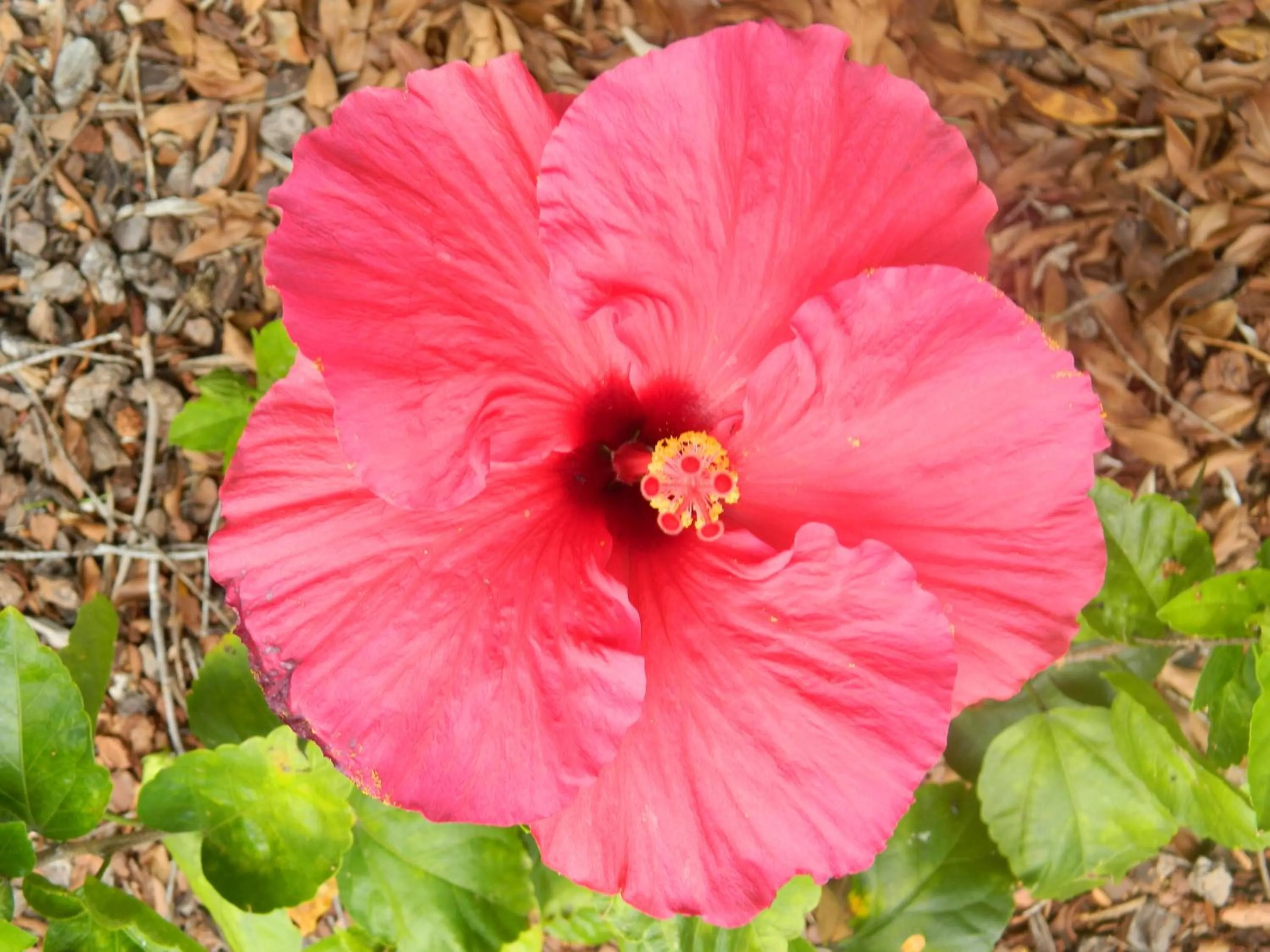 Garden in Coomera Motor Inn
