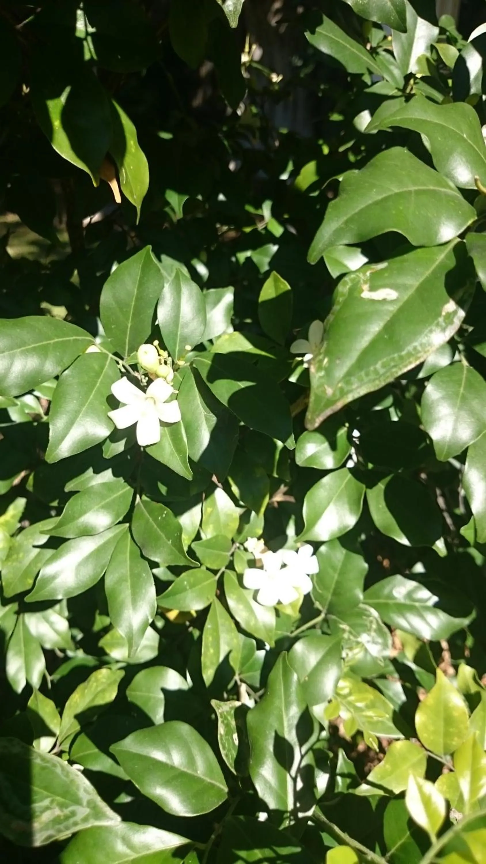 Garden in Coomera Motor Inn