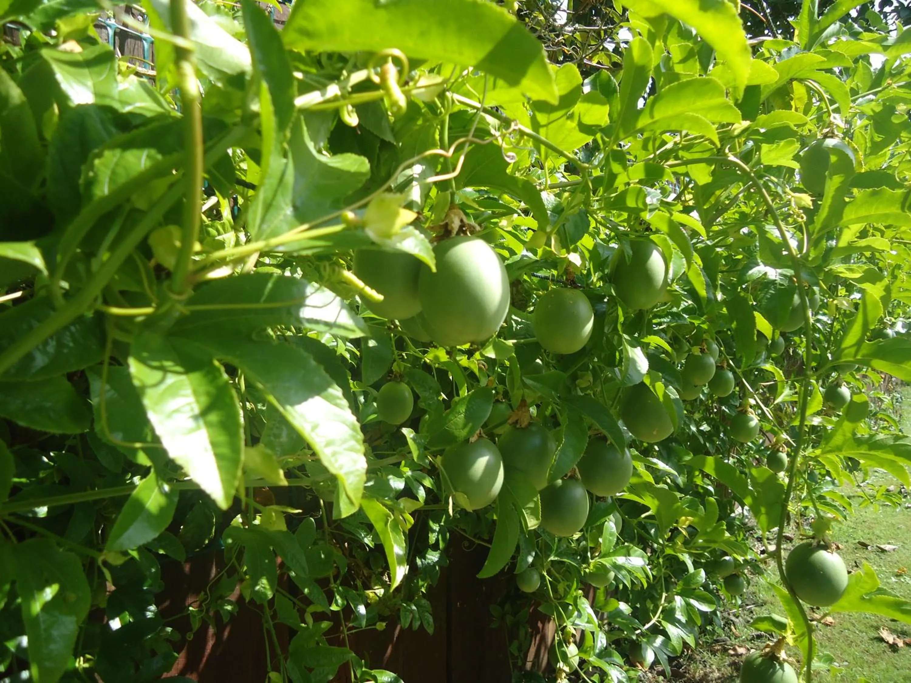 Garden in Tripinn Airconditioned Motels & Affordable Accommodation