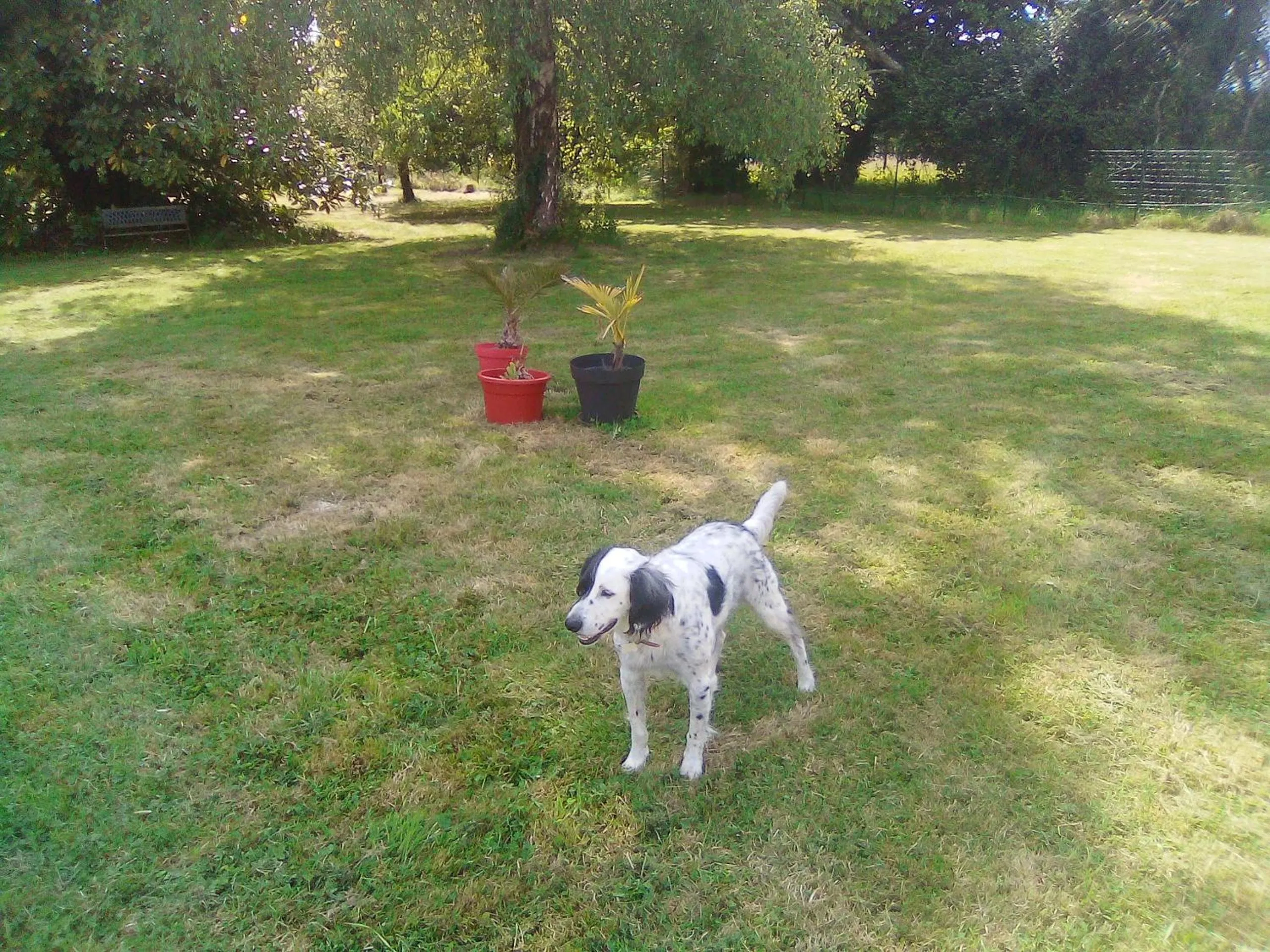 Pets in LA VILLA DU BEARN