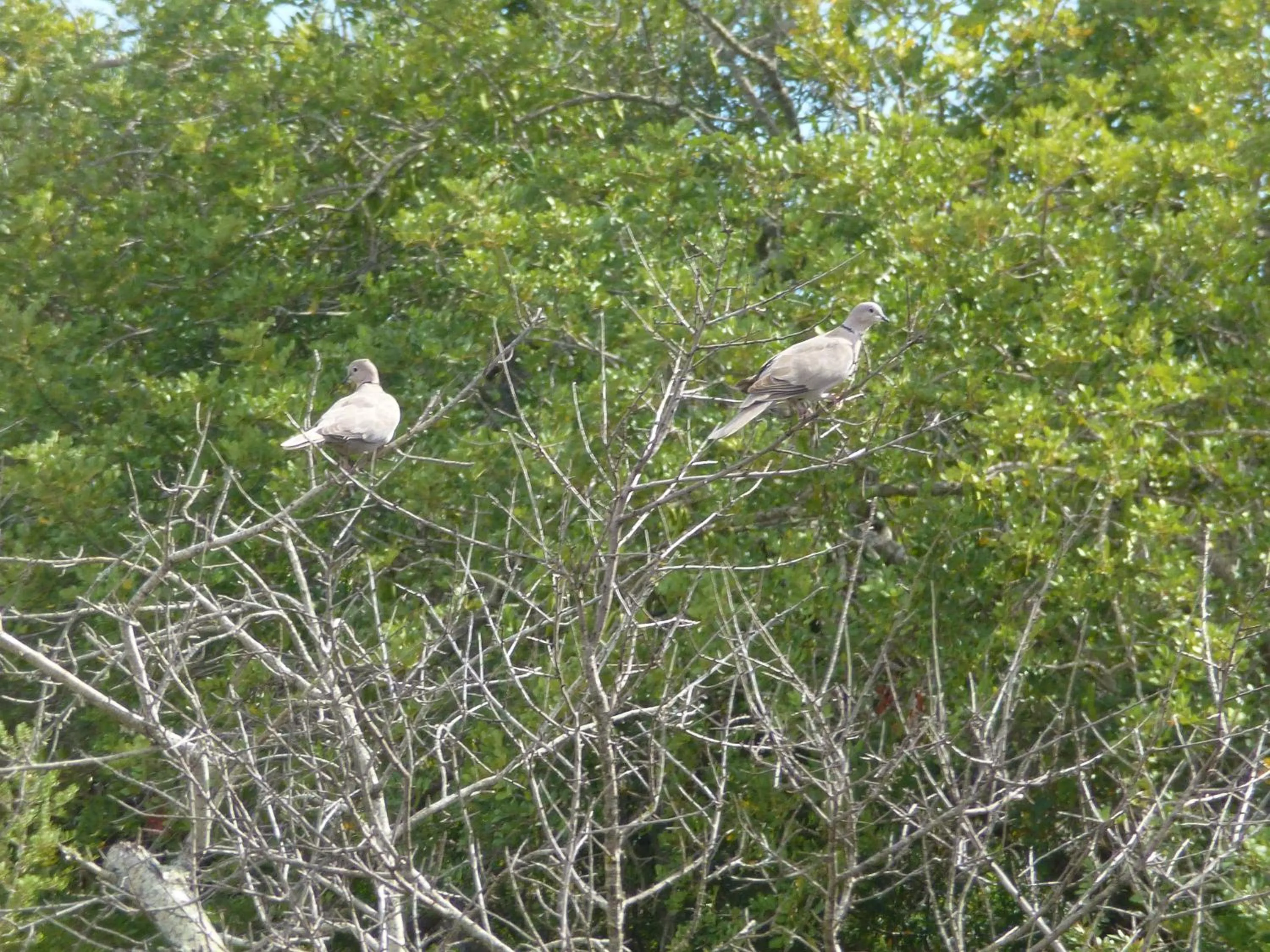 Natural landscape in Monte das Perdizes