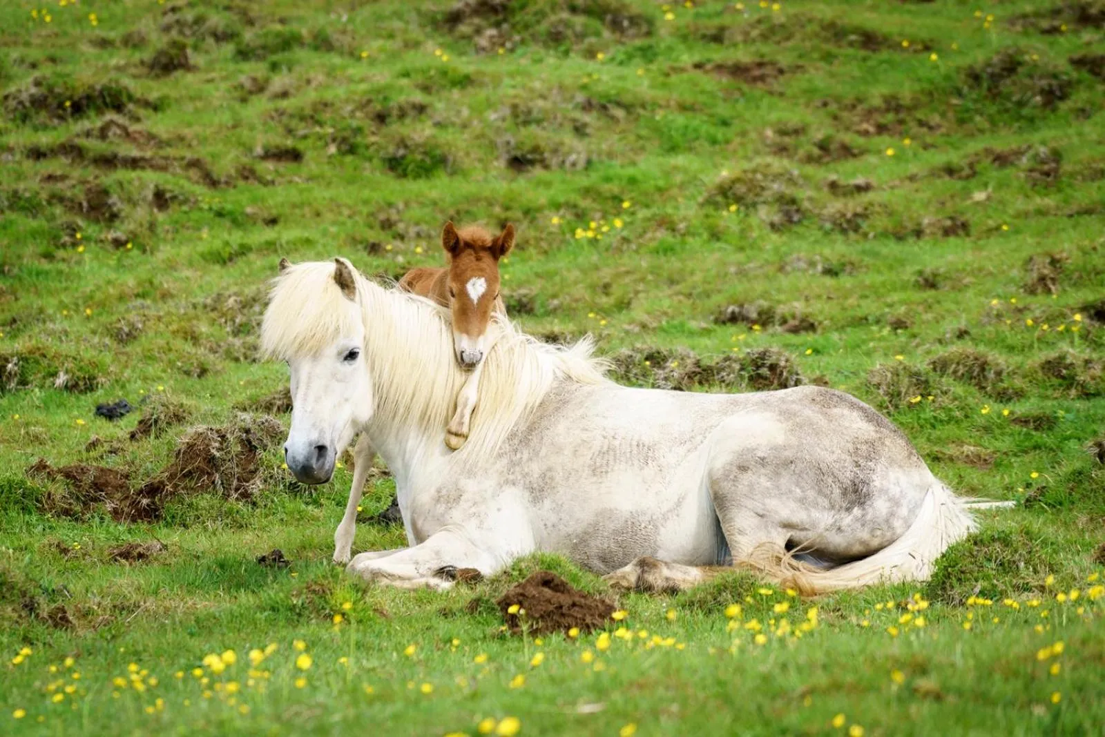 Horse-riding in Hótel Eldhestar