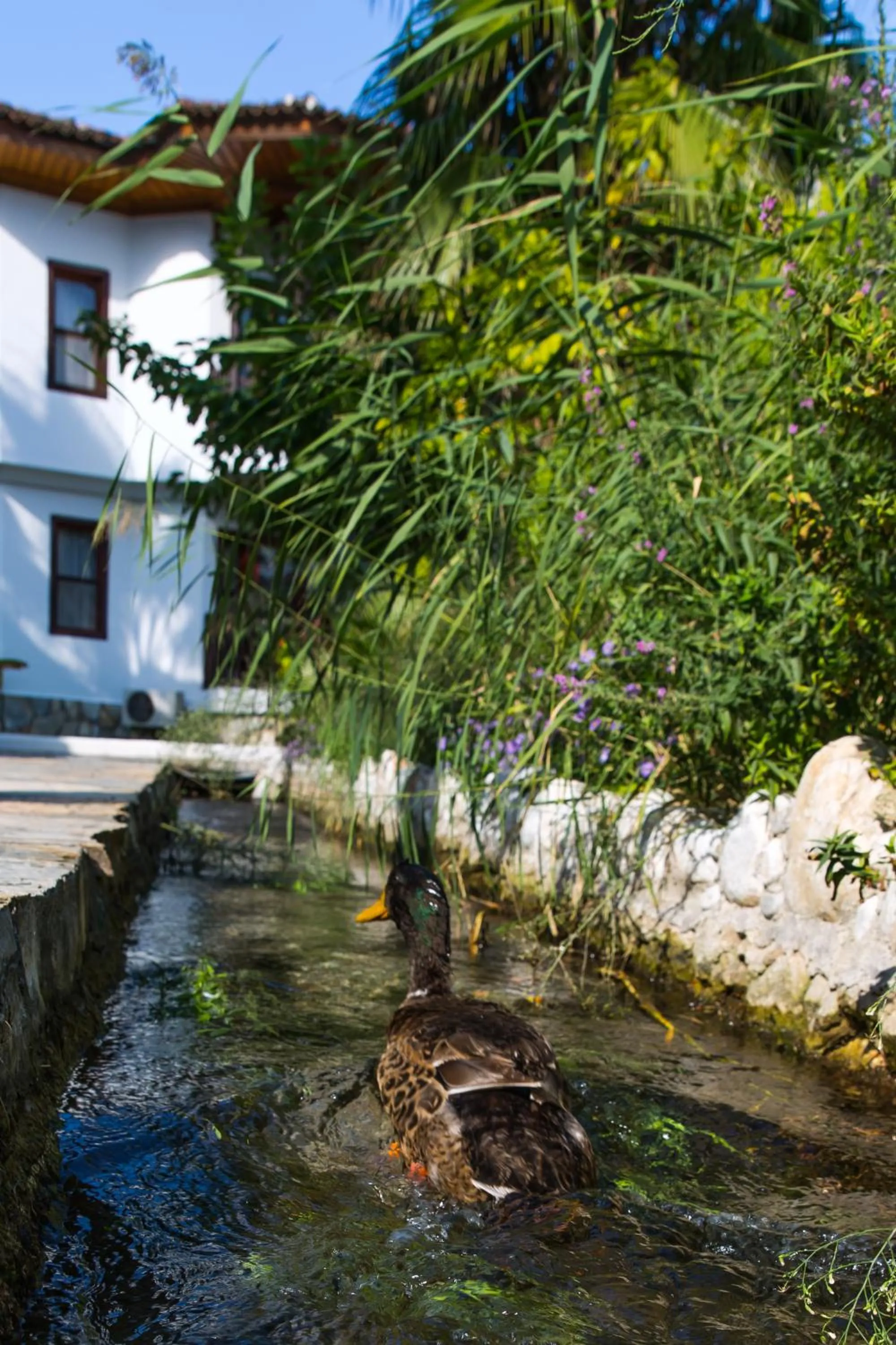 Garden in Yucelen Hotel