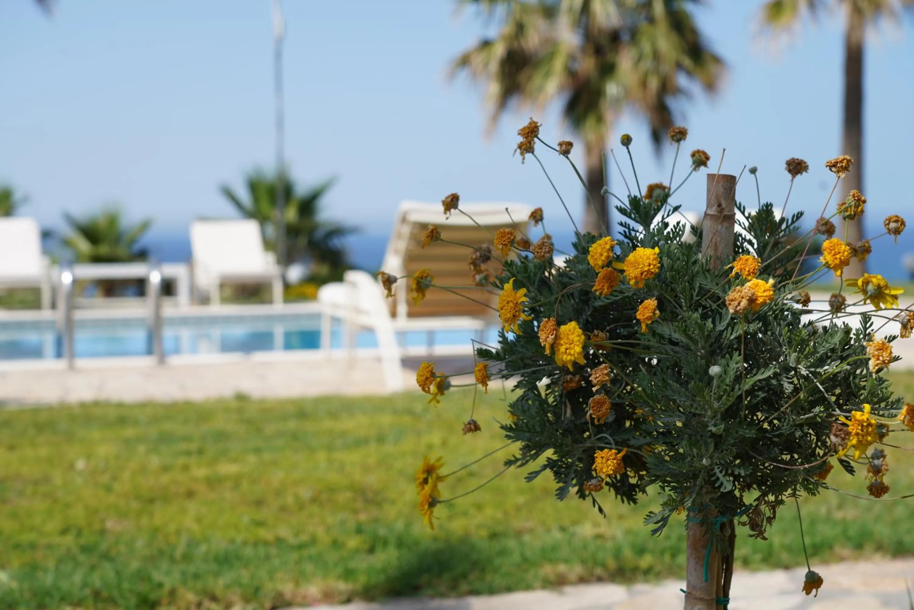Aneria Suites