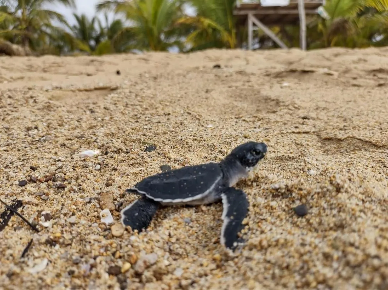 Bungalows Maria Teresa