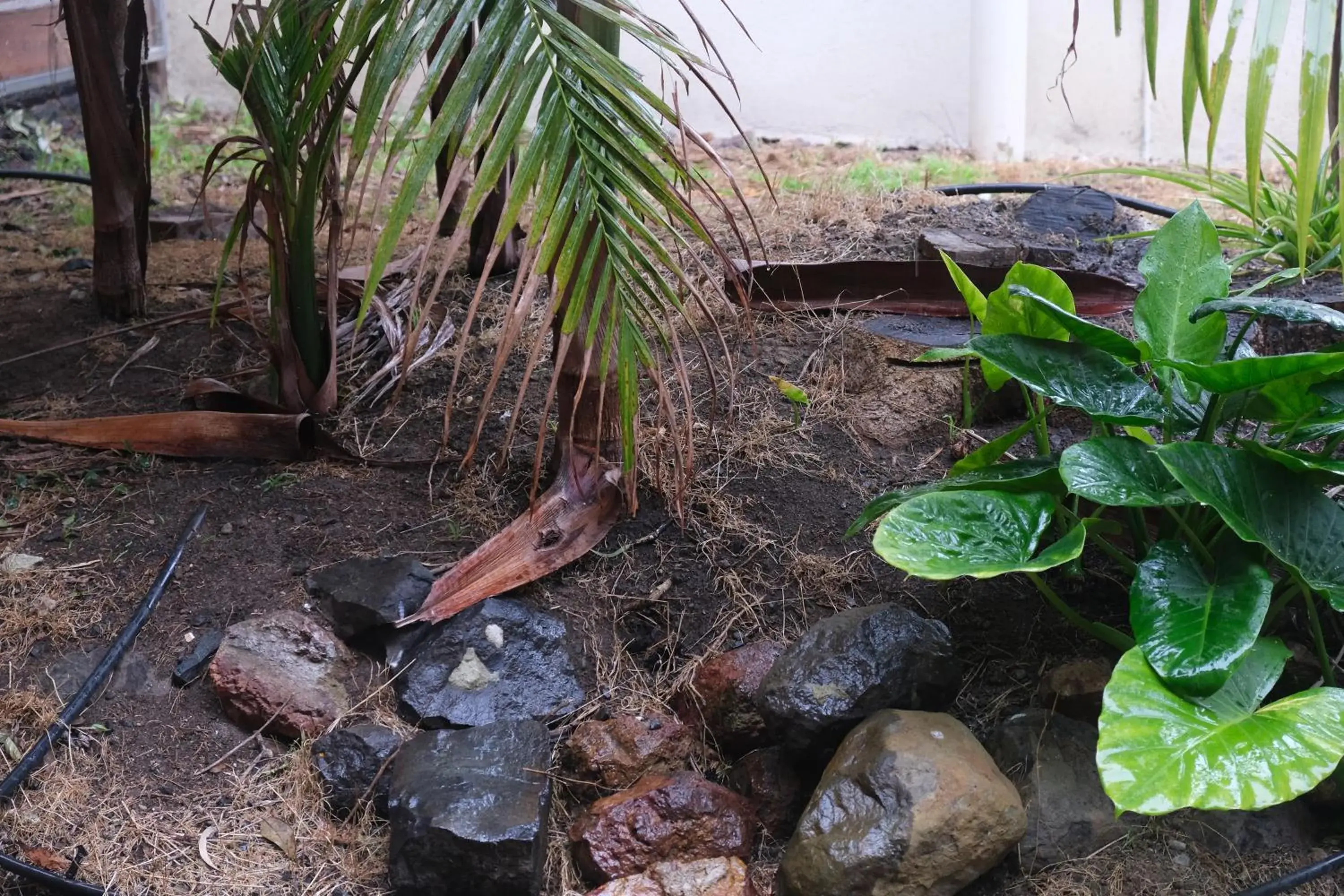 Garden view in Kaloha Holiday Resort Phillip Island Garden view in Kaloha Holiday Resort Phillip Island