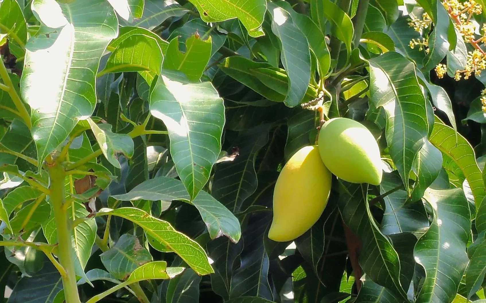 Garden view in Mango Spa & Resort
