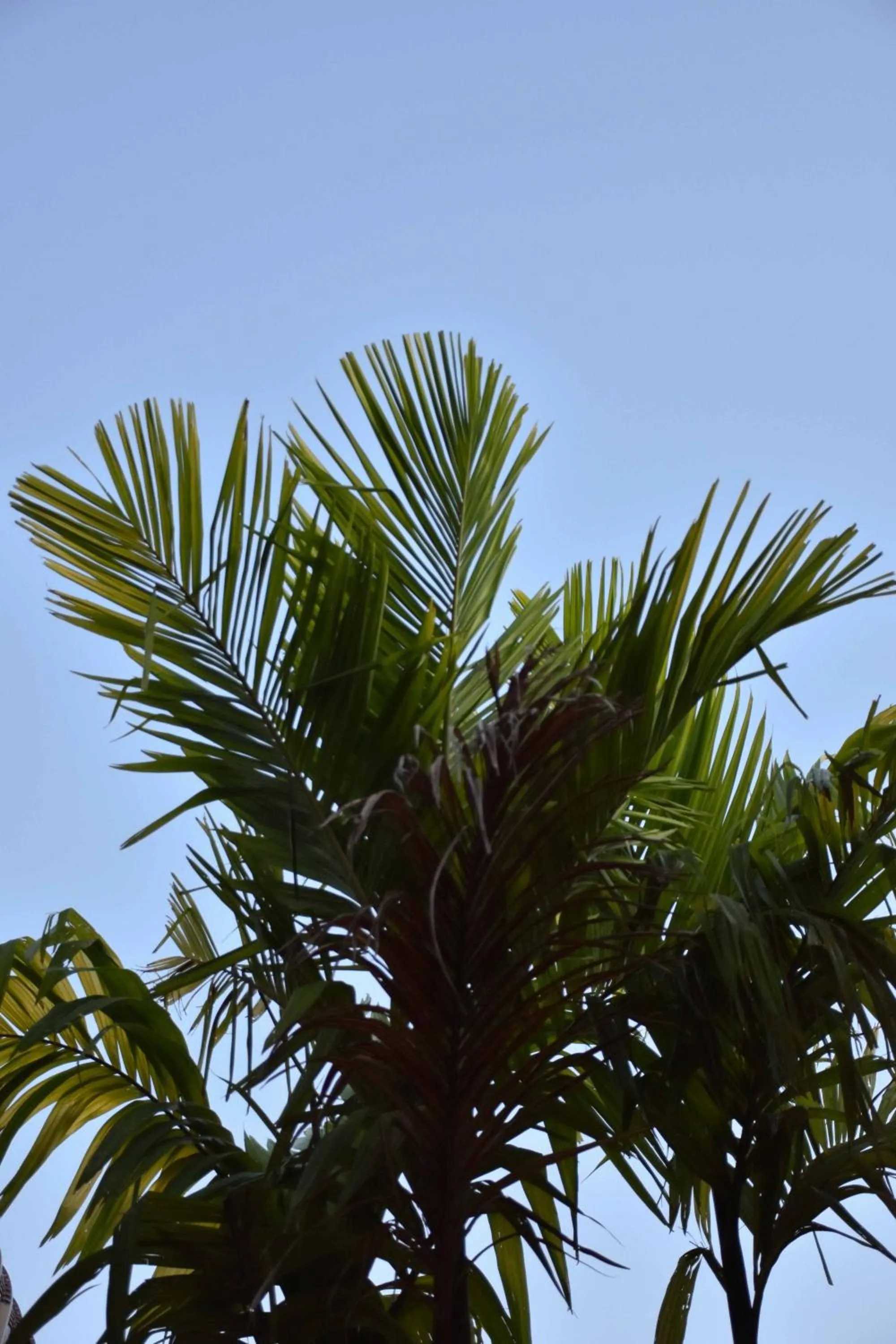 Garden in Momento Bangtao Beach