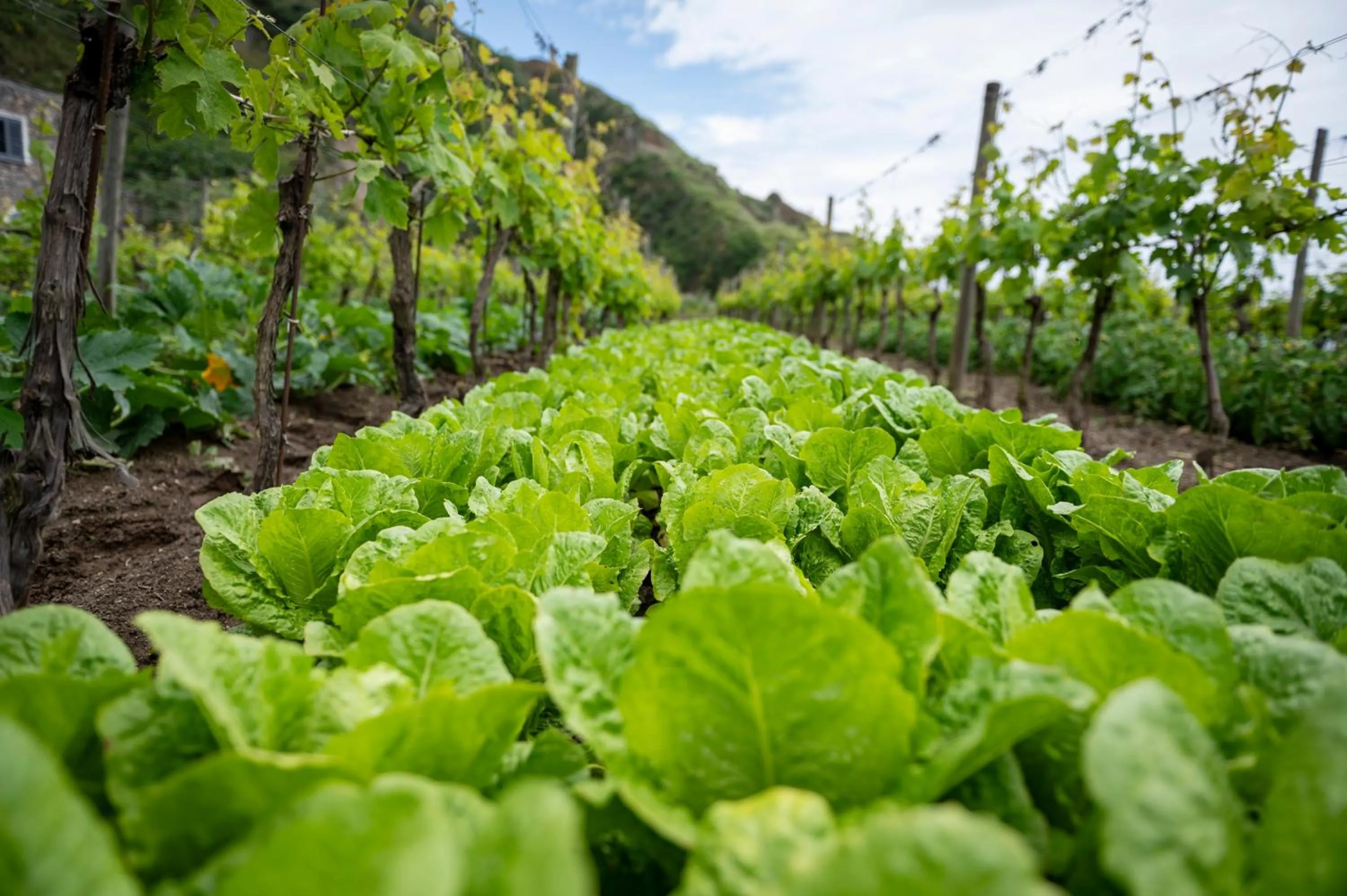 Spring in Punta Chiarito Resort