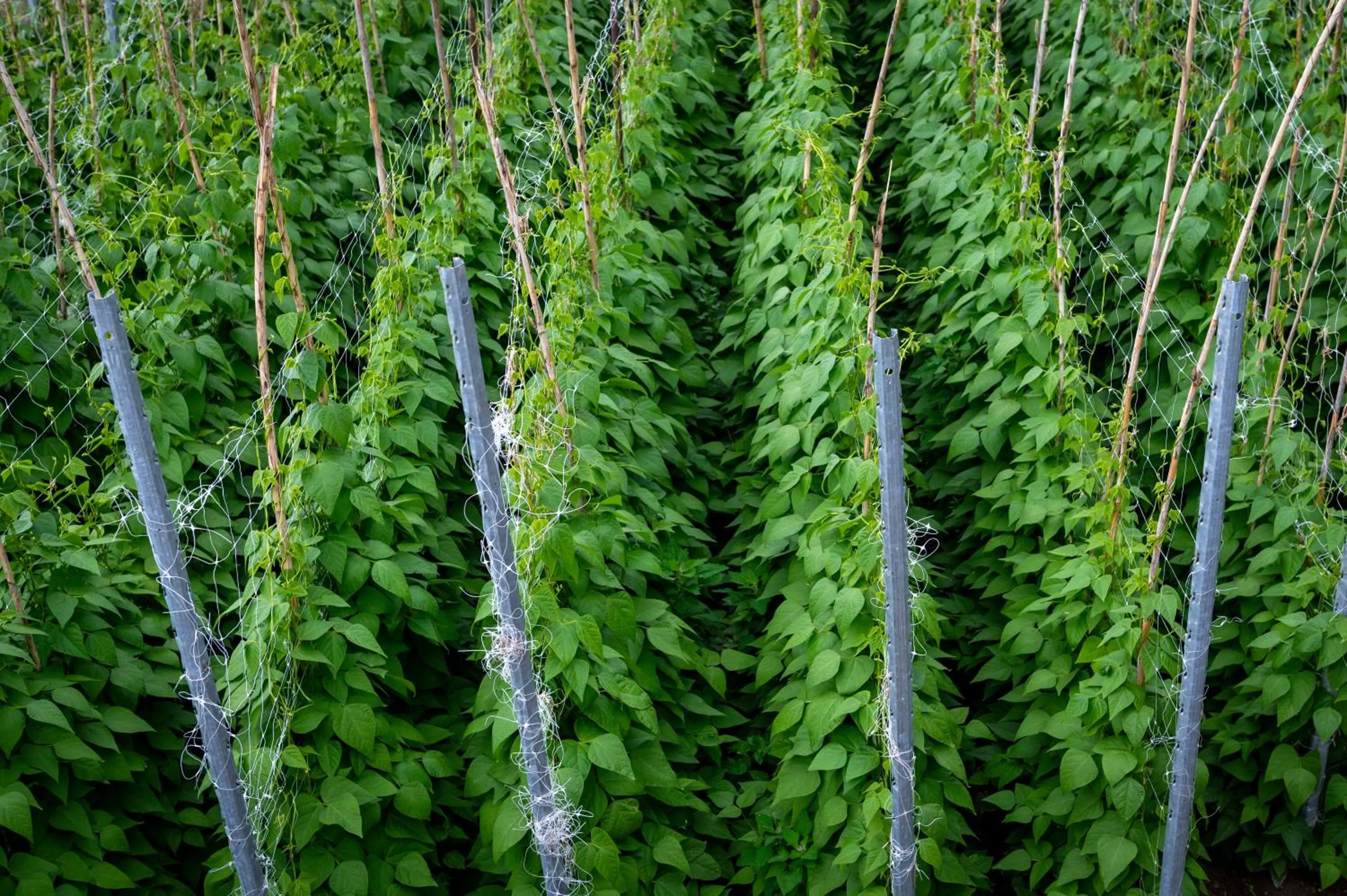 Natural landscape in Punta Chiarito Resort