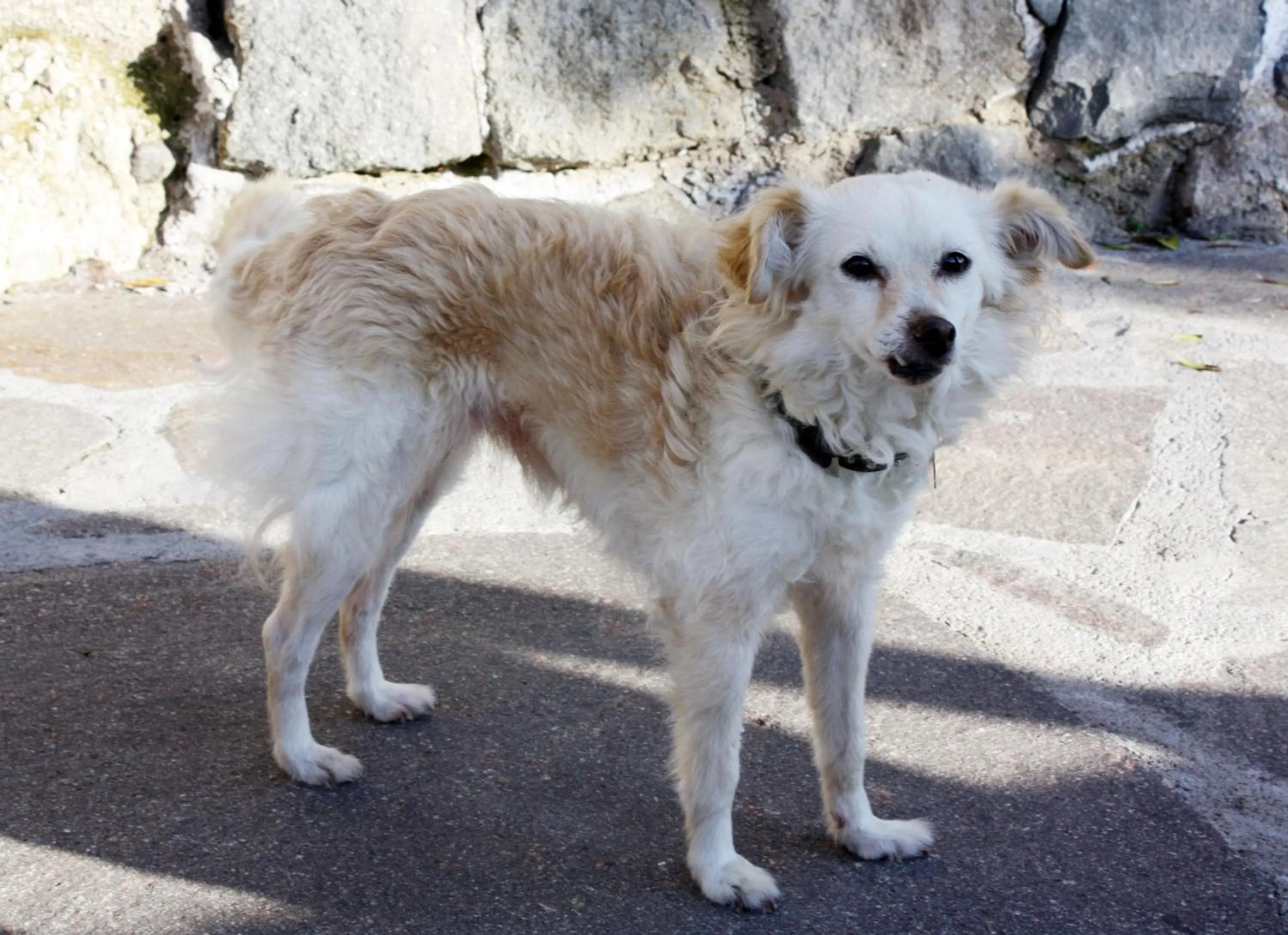 Pets in Punta Chiarito Resort