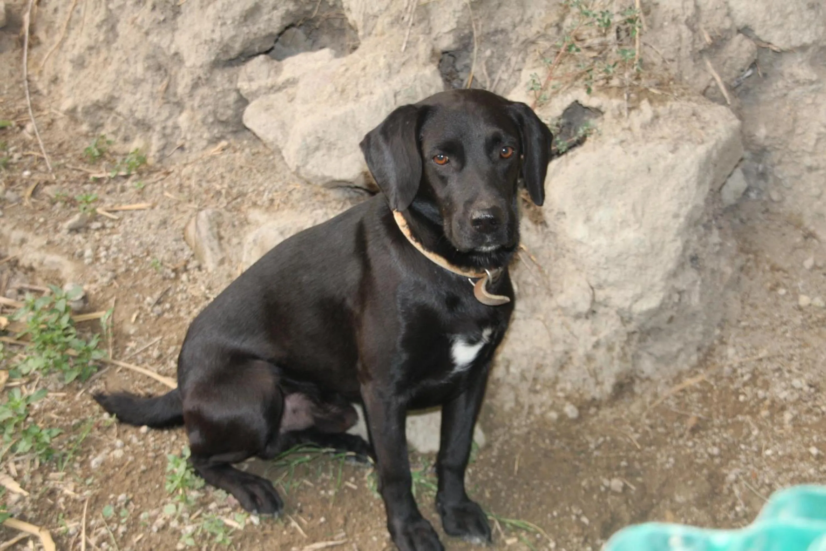 Pets in Punta Chiarito Resort