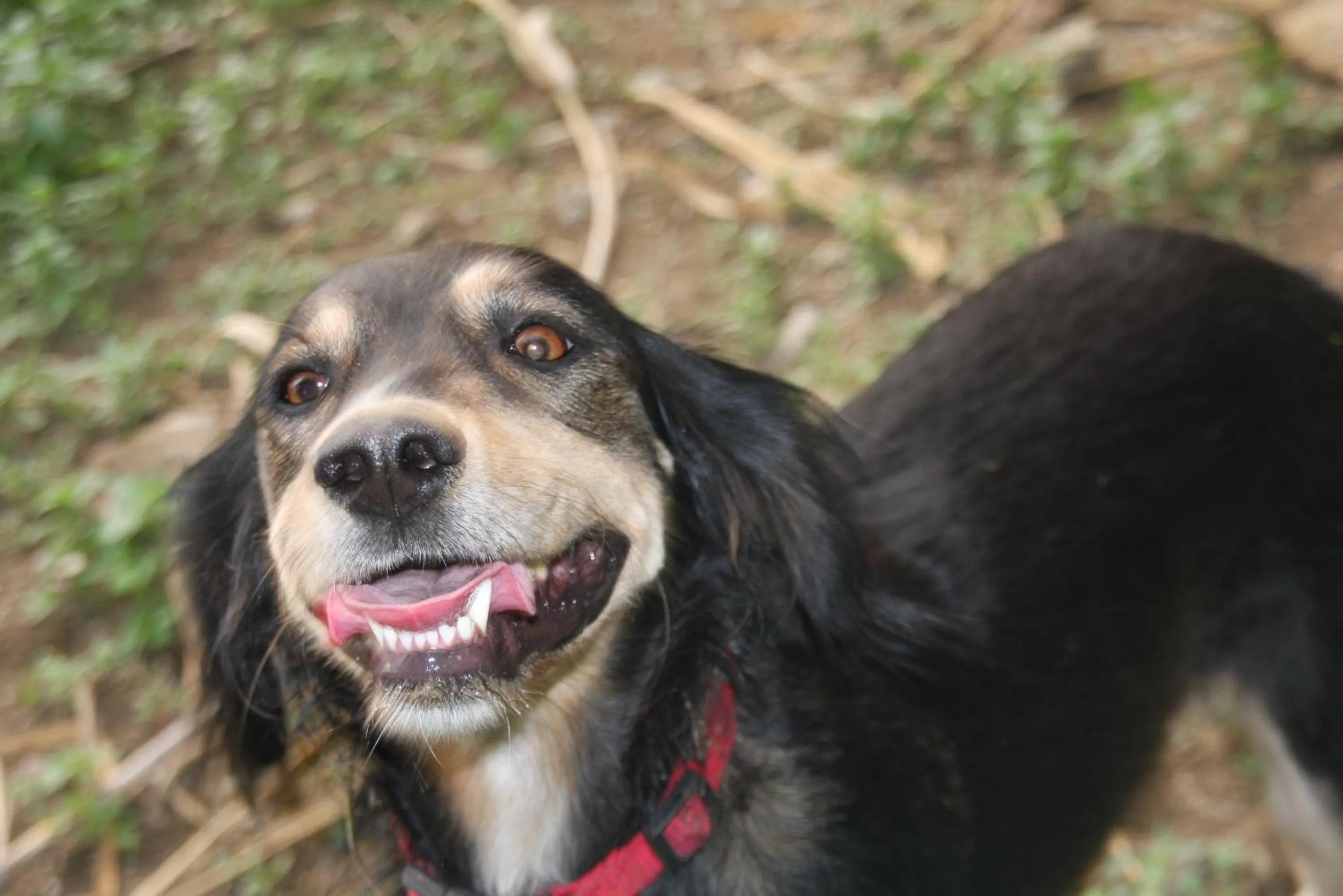 Pets in Punta Chiarito Resort