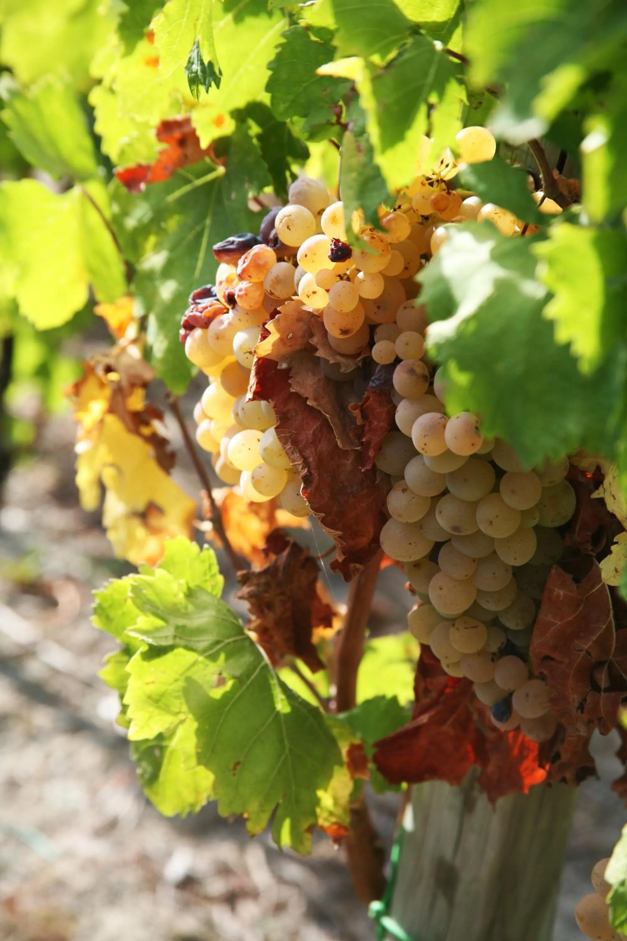 Day in Punta Chiarito Resort