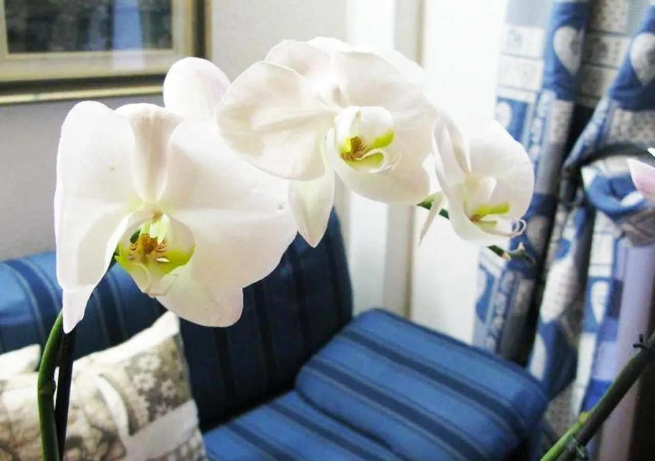 Decorative detail in Hotel Bucaneve