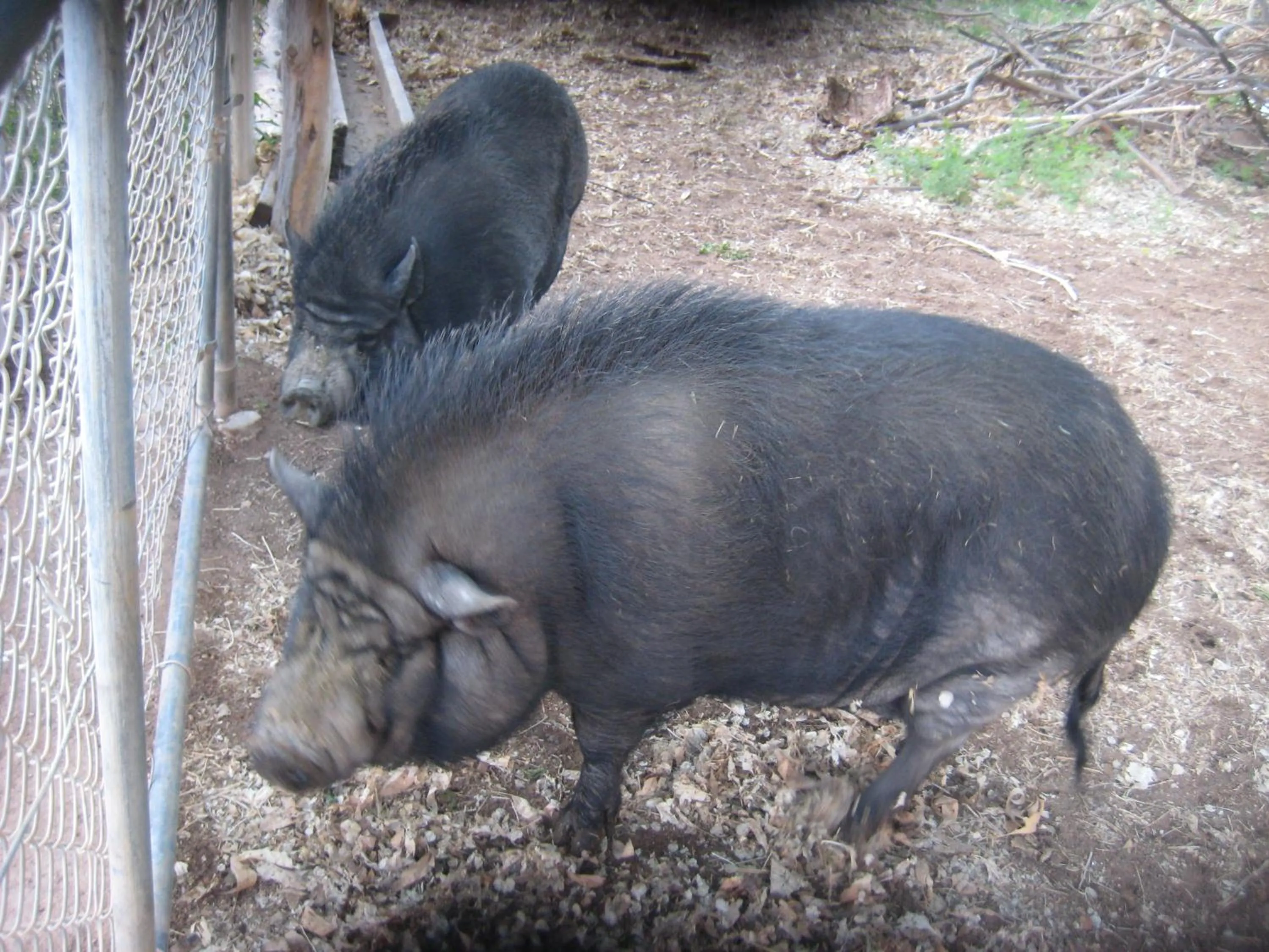 Animals in Bumbleberry Inn