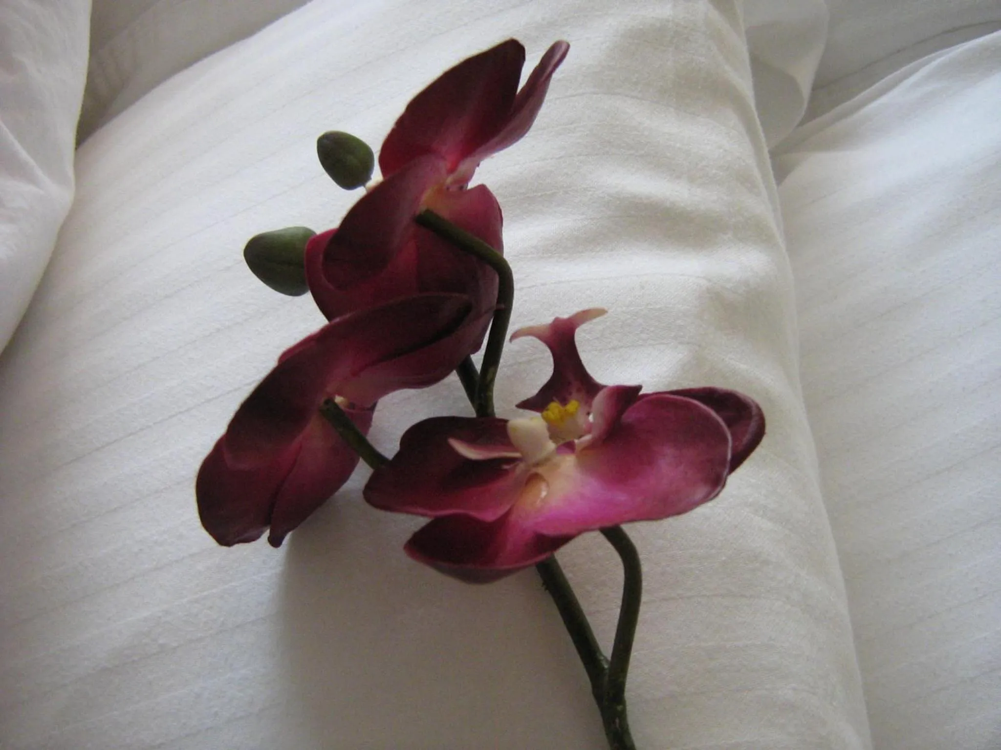 Bed in Yonge Suites Apart Hotel