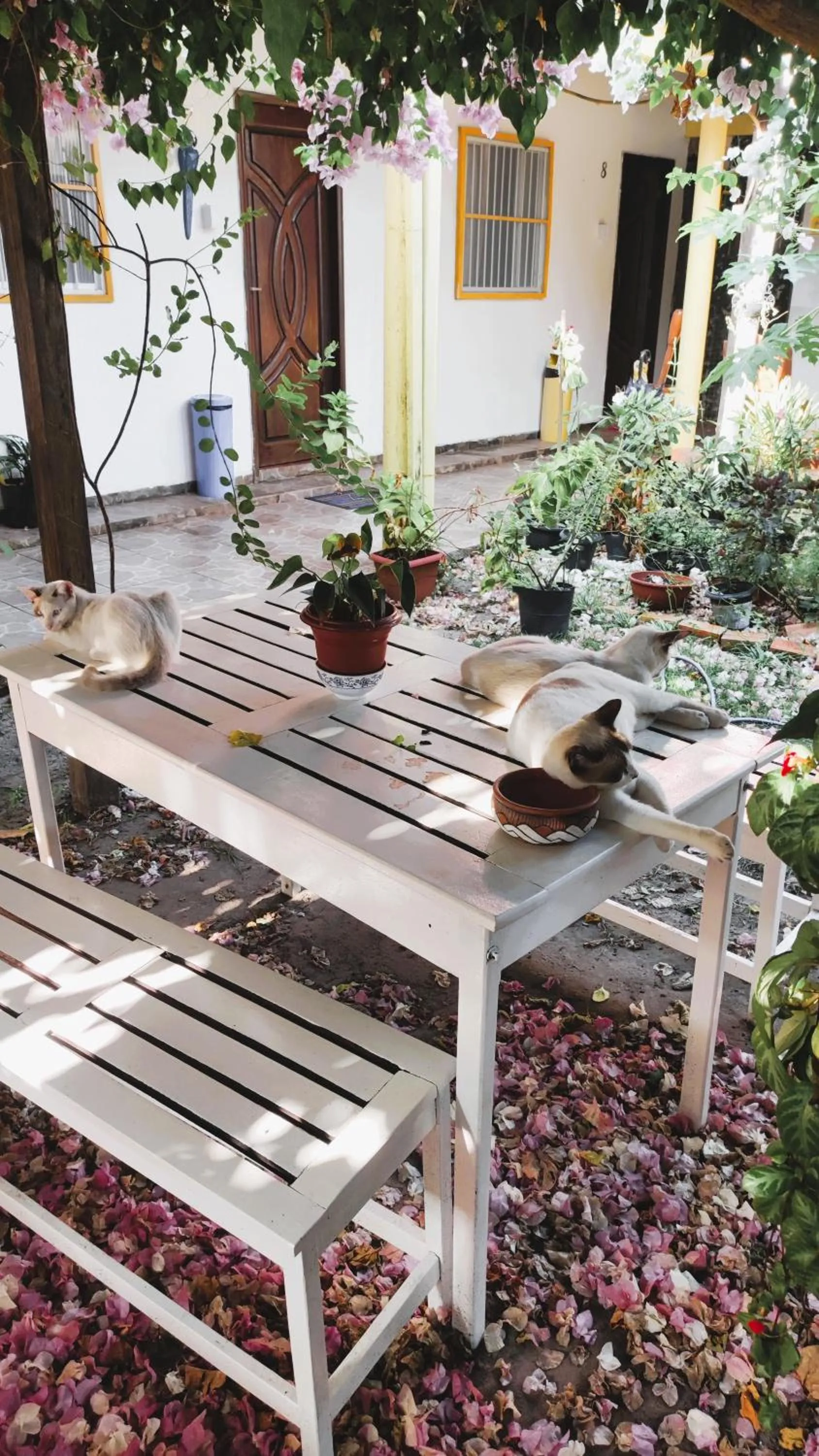 Pets in Pousada Solar Encanto do Marajó