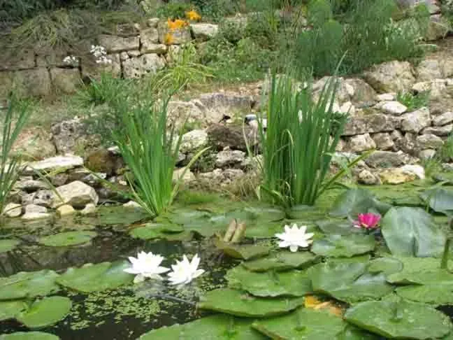 Garden in gîte le cayrols