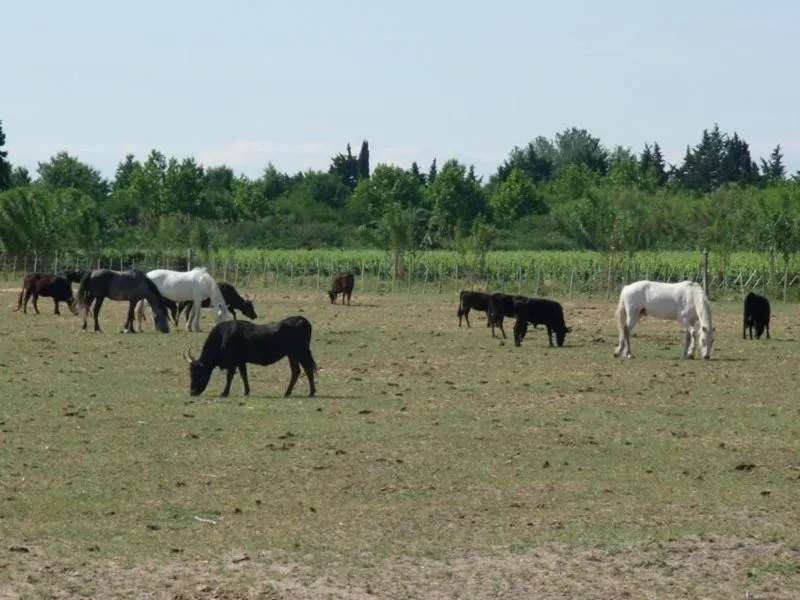 Neighbourhood in Mas Tolosan