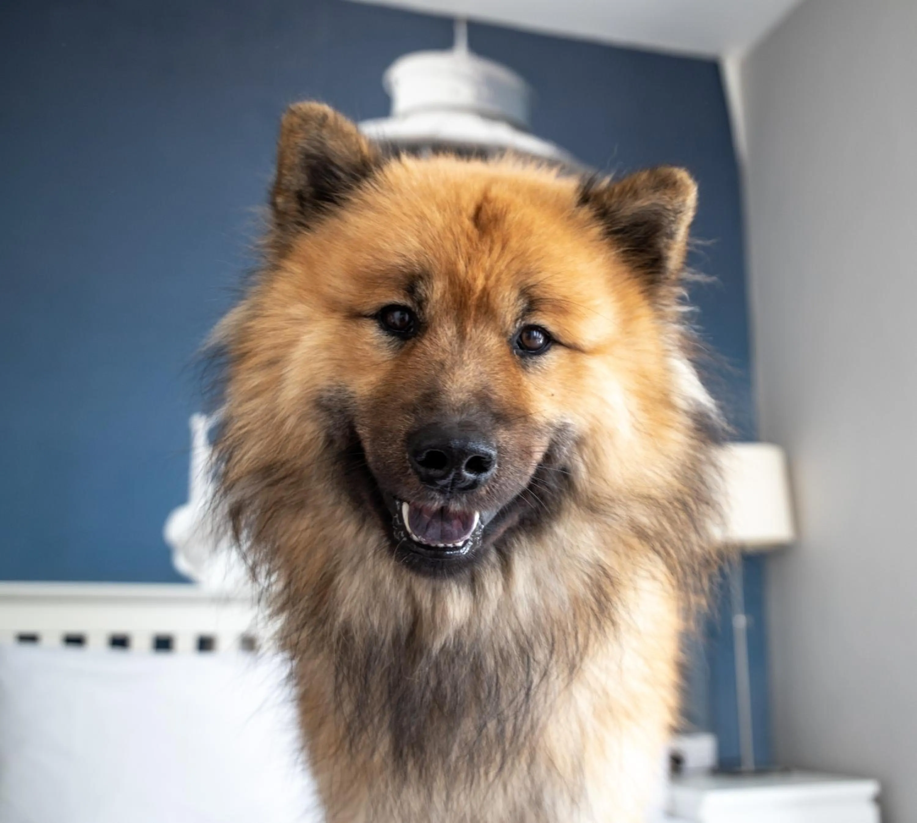 Pets in Oceanside Lifestyle Hotel